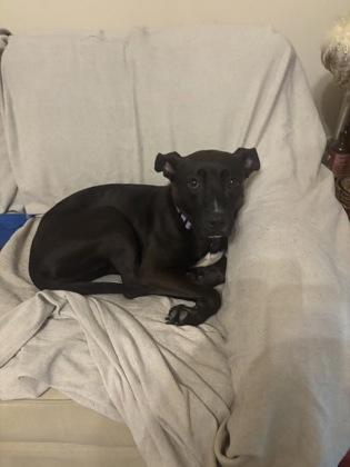 Enlarge Patty (151382) (In a Foster Home), a Adoptable mixed breed in Baton Rouge, LA image 6/6