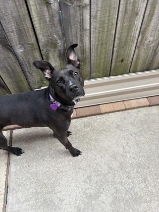 Enlarge Patty (151382) (In a Foster Home), a Adoptable mixed breed in Baton Rouge, LA image 2/6