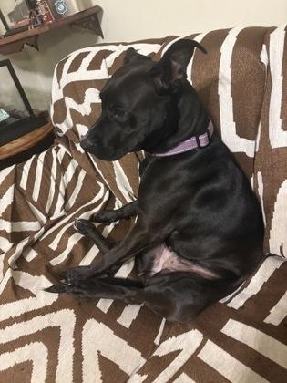 Enlarge Patty (151382) (In a Foster Home), a Adoptable mixed breed in Baton Rouge, LA image 3/6