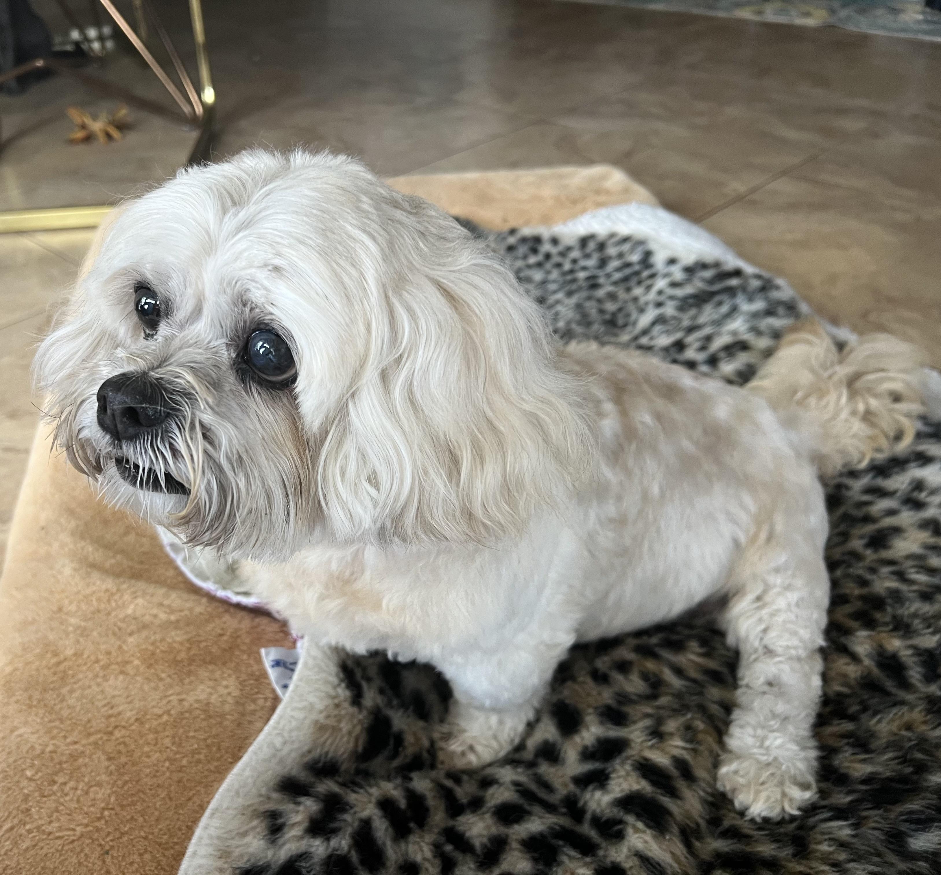 Flippa, an adoptable Maltipoo in Palm Desert, CA, 92211 | Photo Image 2