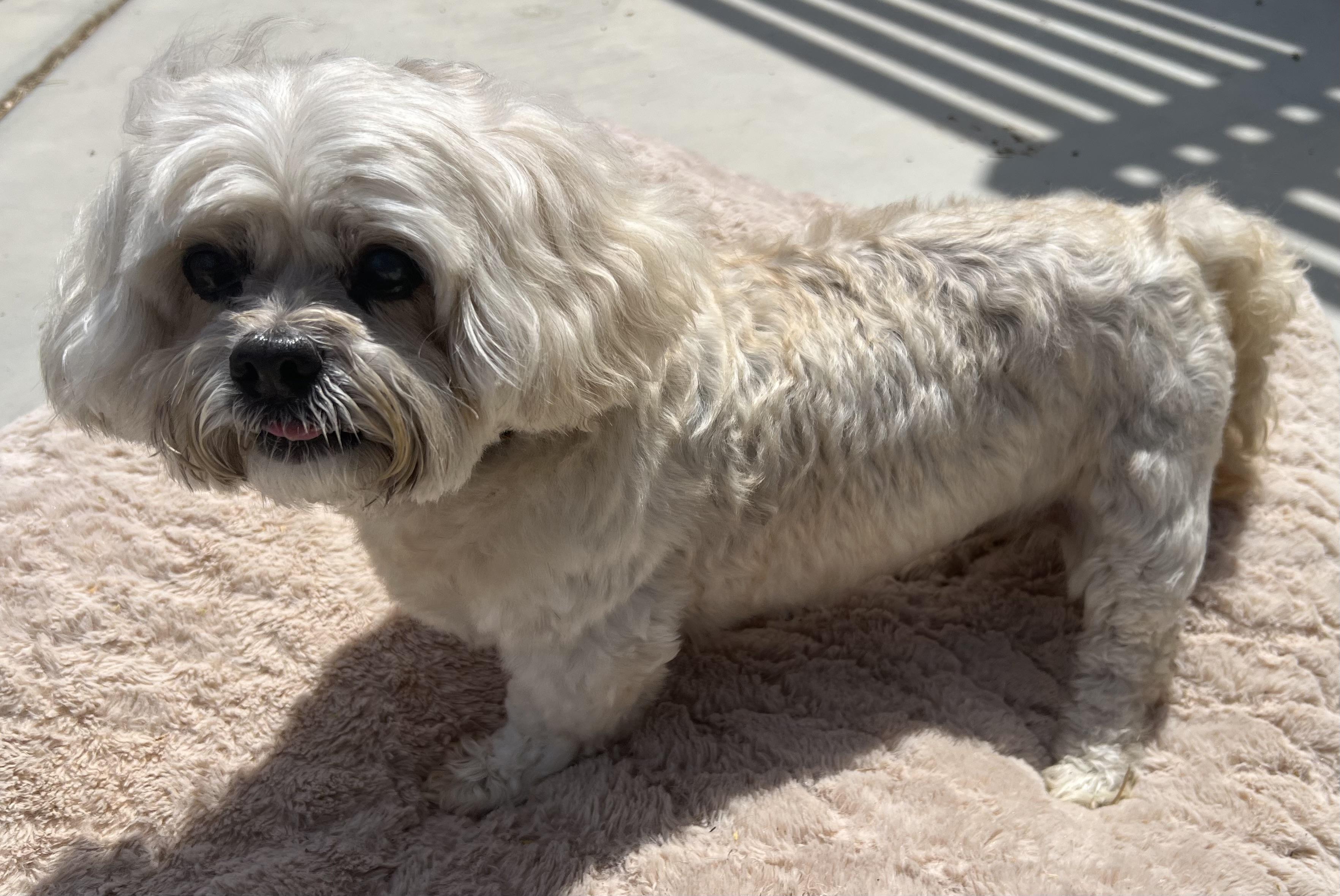 Flippa, an adoptable Maltipoo in Palm Desert, CA, 92211 | Photo Image 3