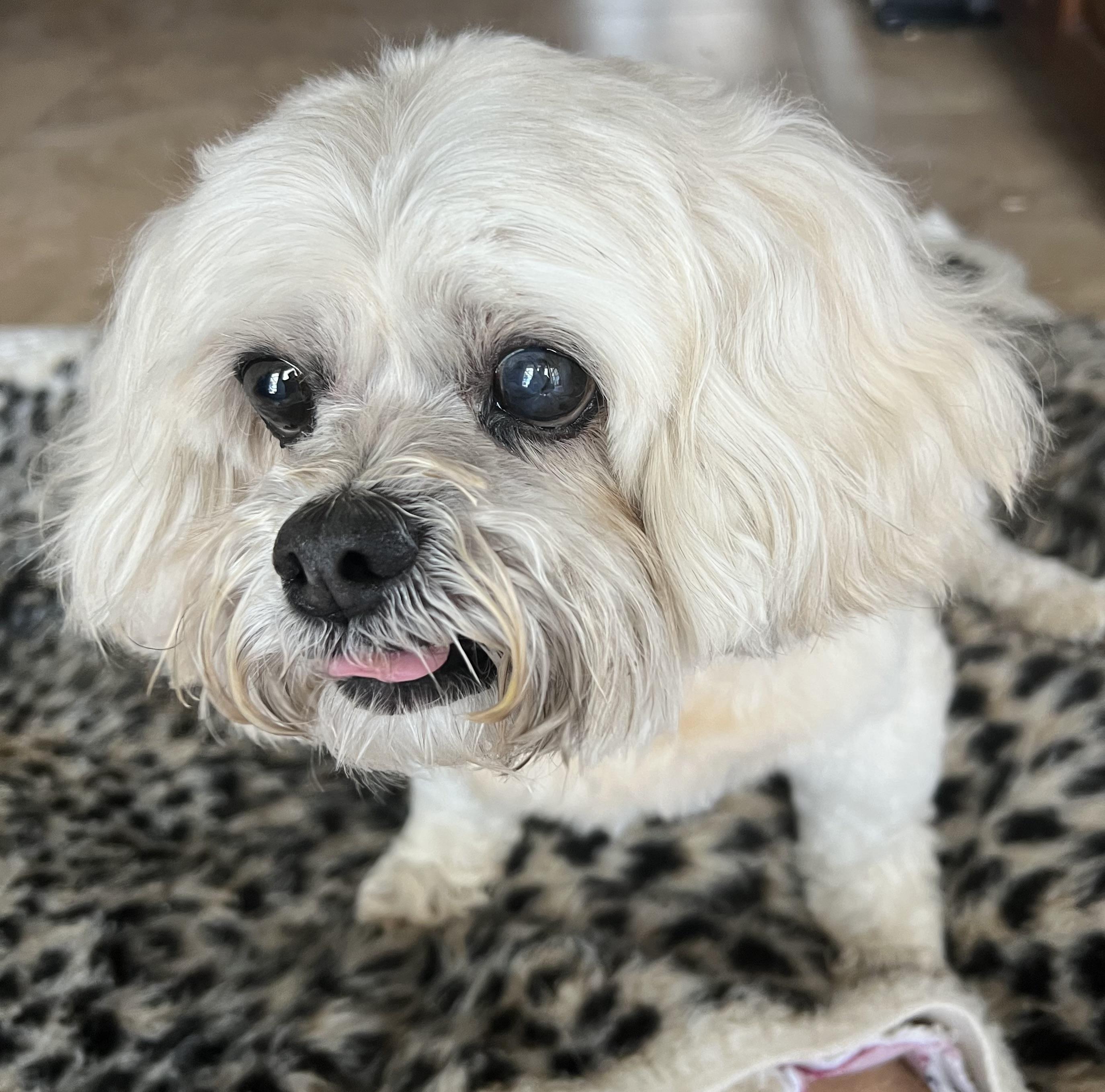 Flippa, an adoptable Maltipoo in Palm Desert, CA, 92211 | Photo Image 5
