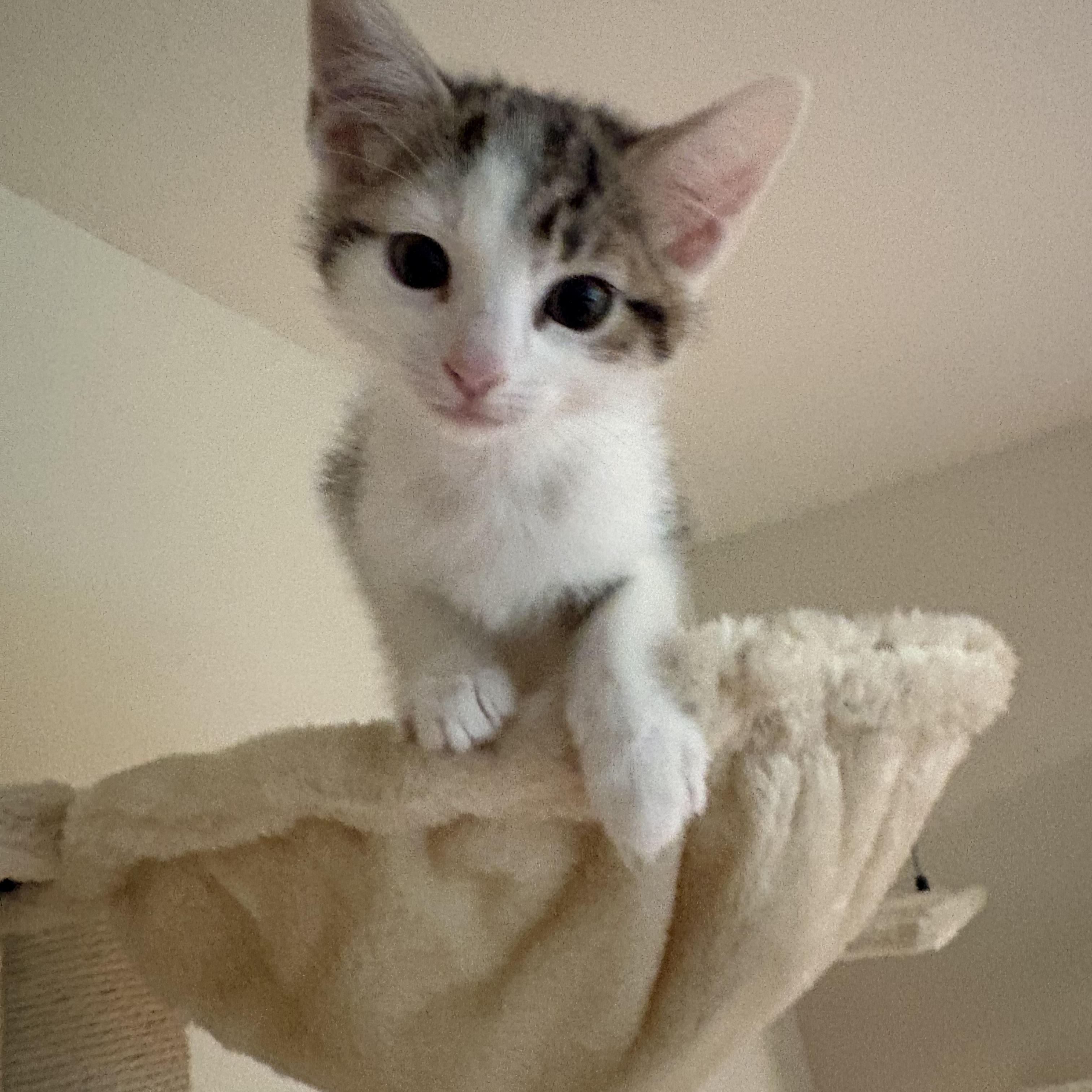 Enlarge Tinkerbell, an adopted Tabby in Woodinville, WA image 2/5