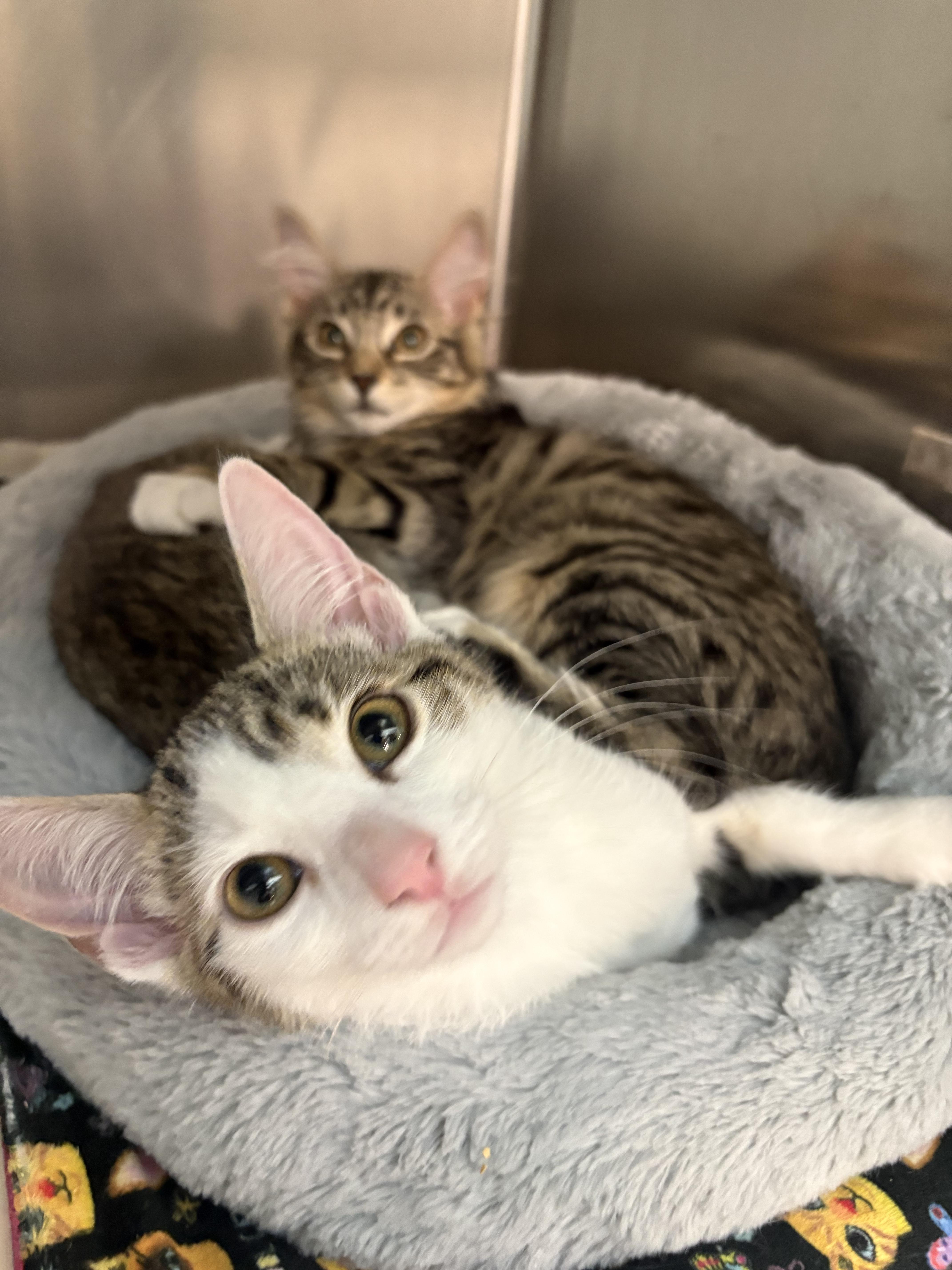 Enlarge Tinkerbell, an adopted Tabby in Woodinville, WA image 5/5