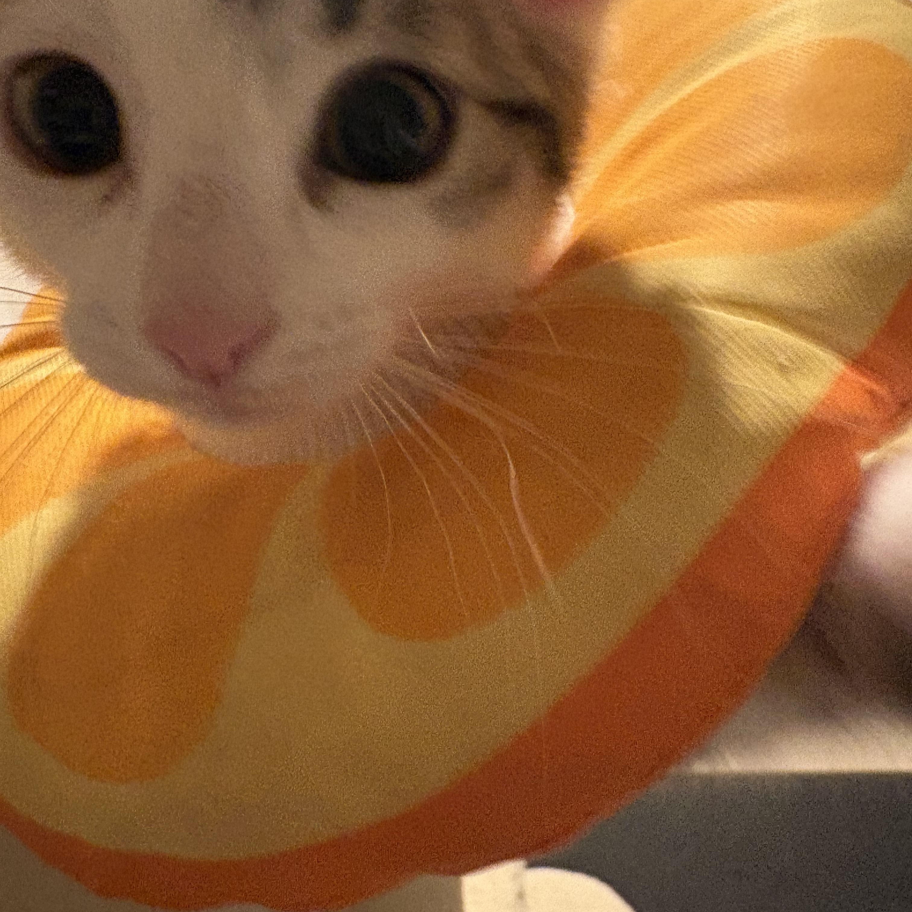 Enlarge Tinkerbell, an adopted Tabby in Woodinville, WA image 3/5