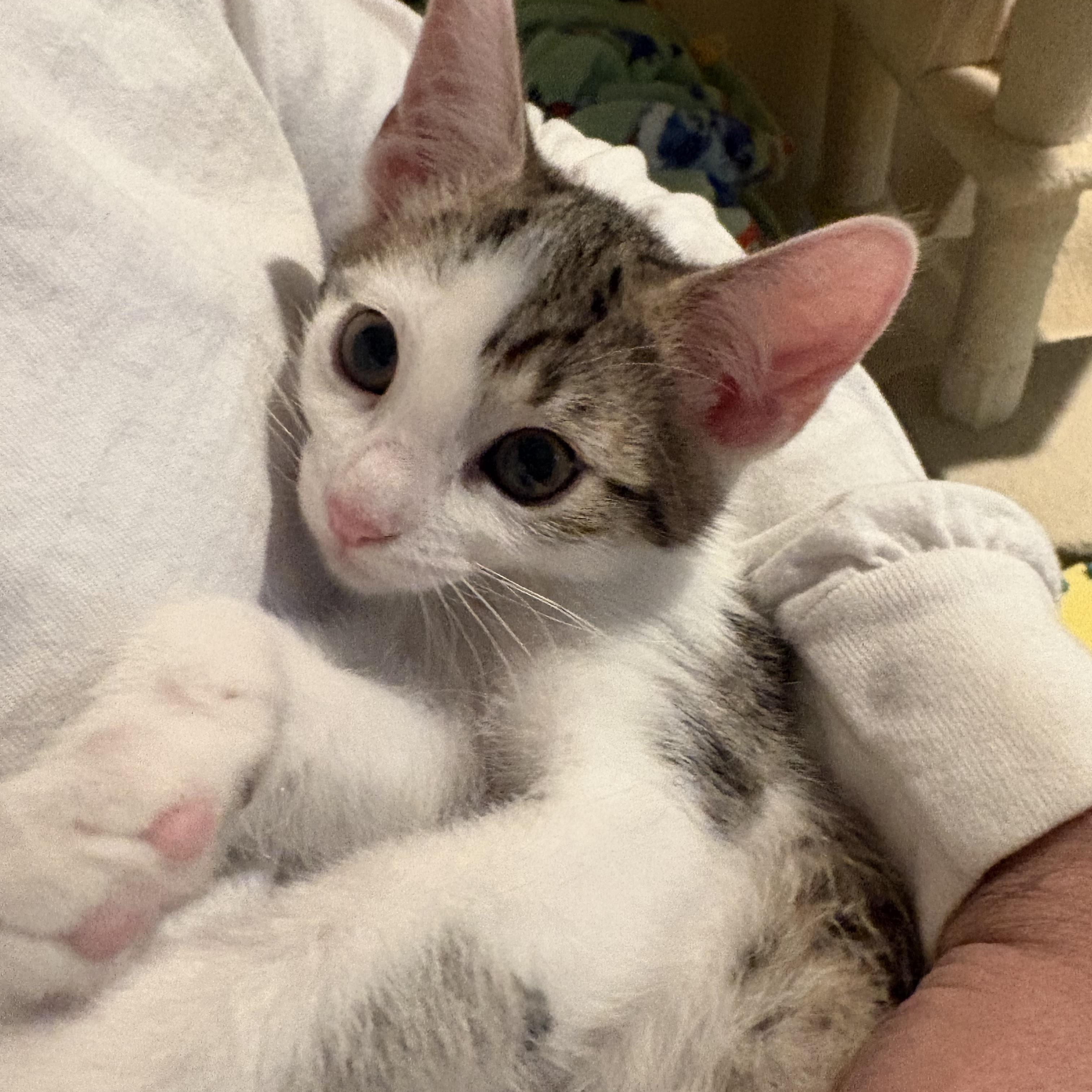 Enlarge Tinkerbell, an adopted Tabby in Woodinville, WA image 1/5