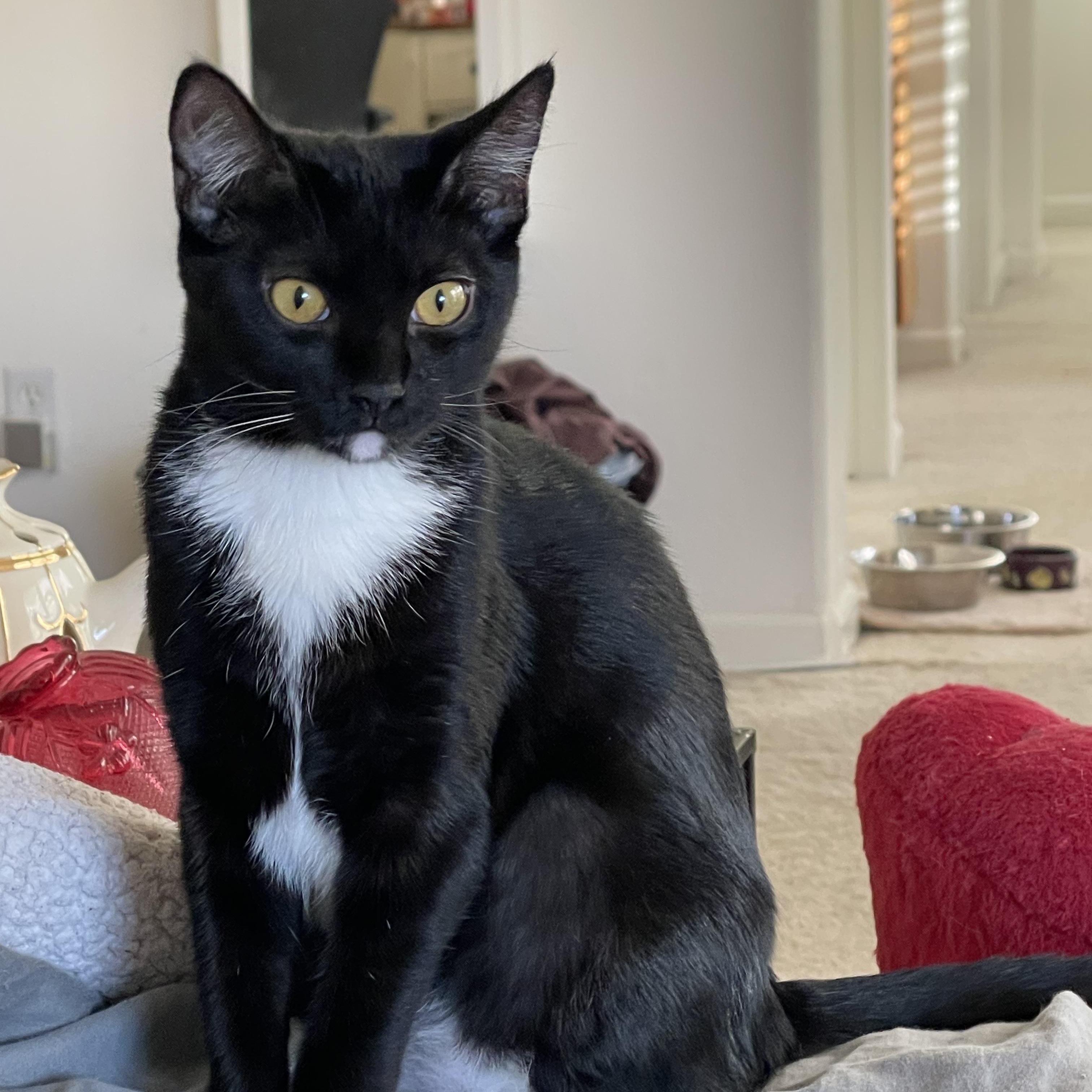 Jebu, Adoptable, Young Female Tuxedo.