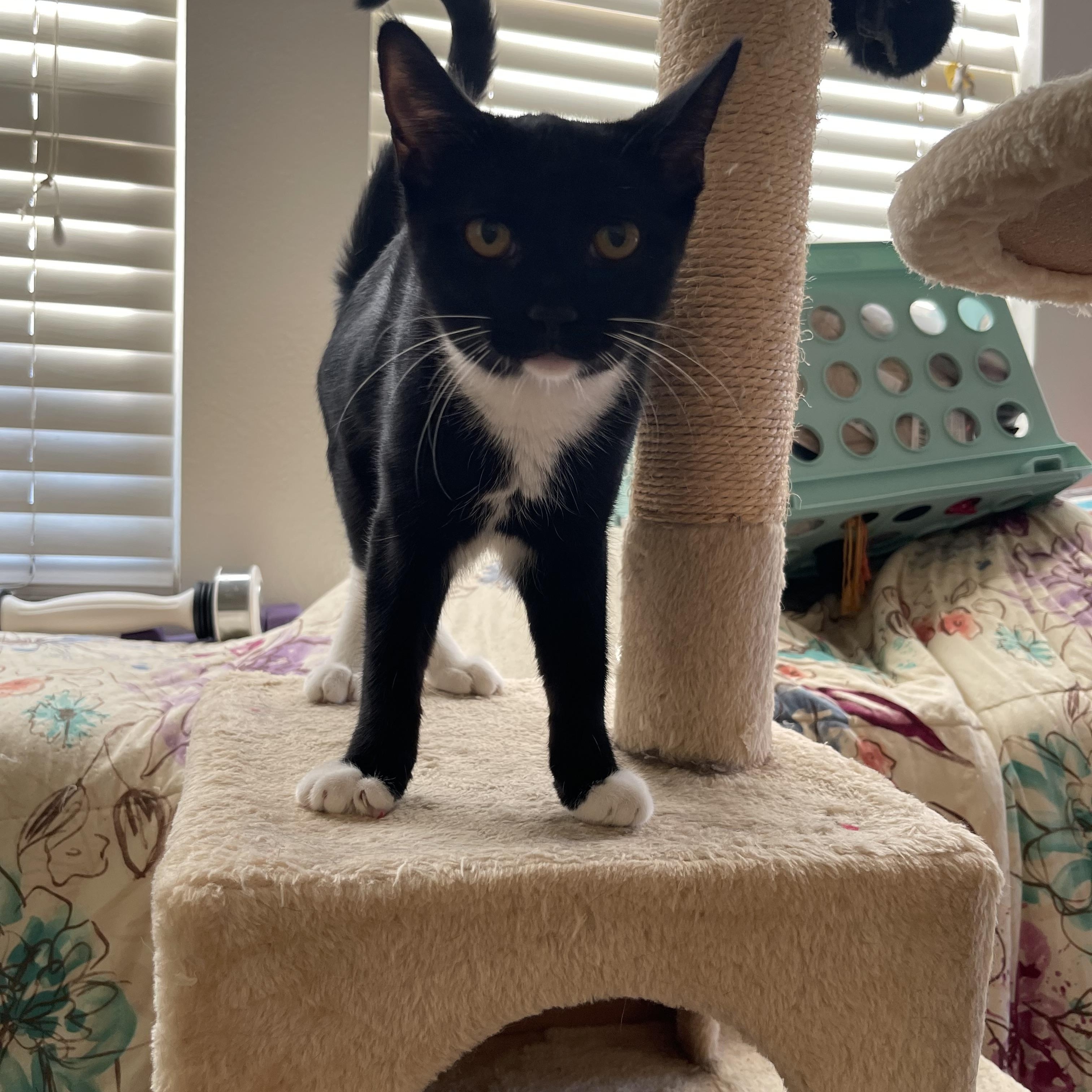 Enlarge Jebu, a Adoptable Tuxedo in Tracy, CA image 3/3