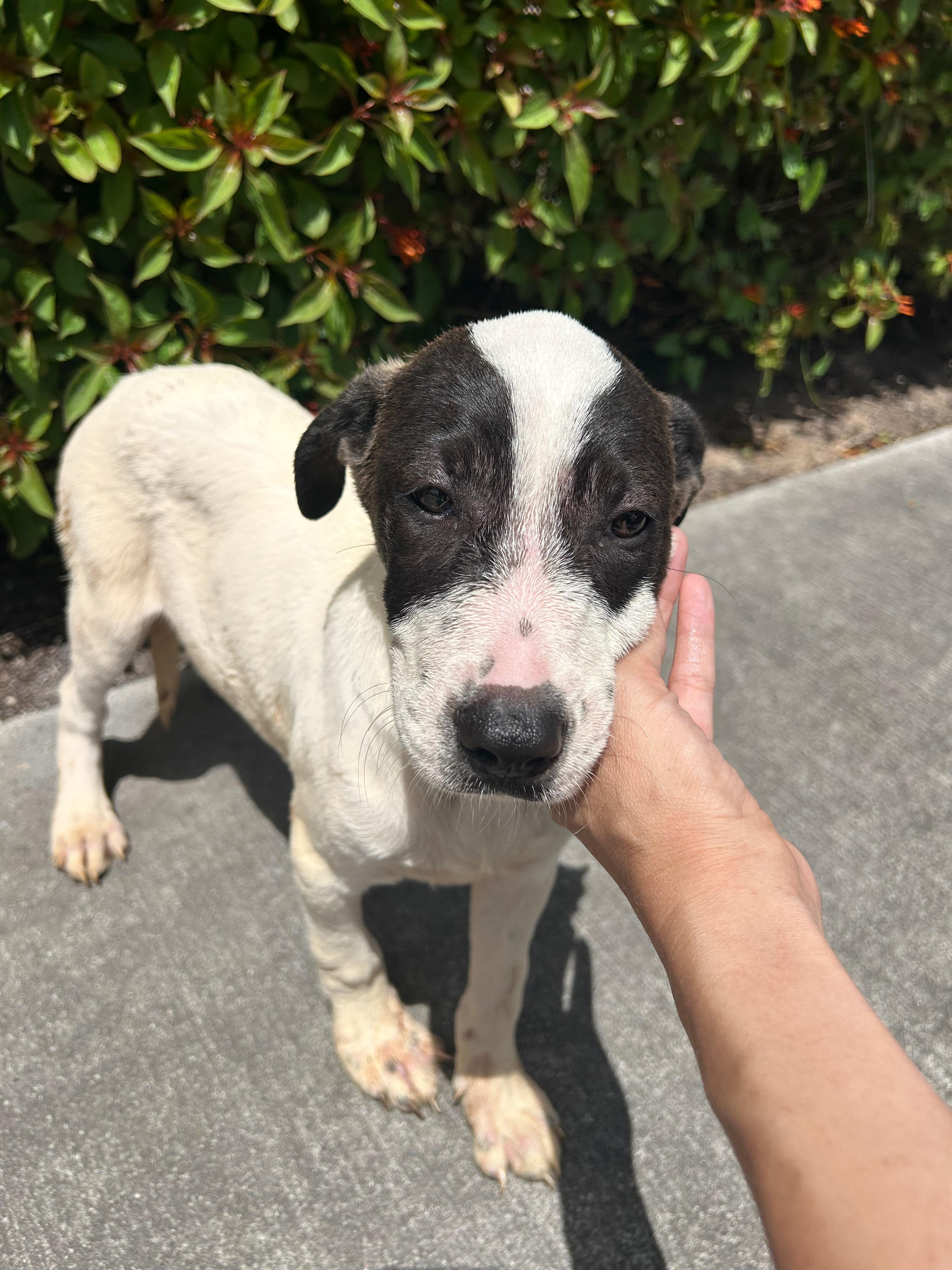 Snoopy, Baby Male Labrador Retriever