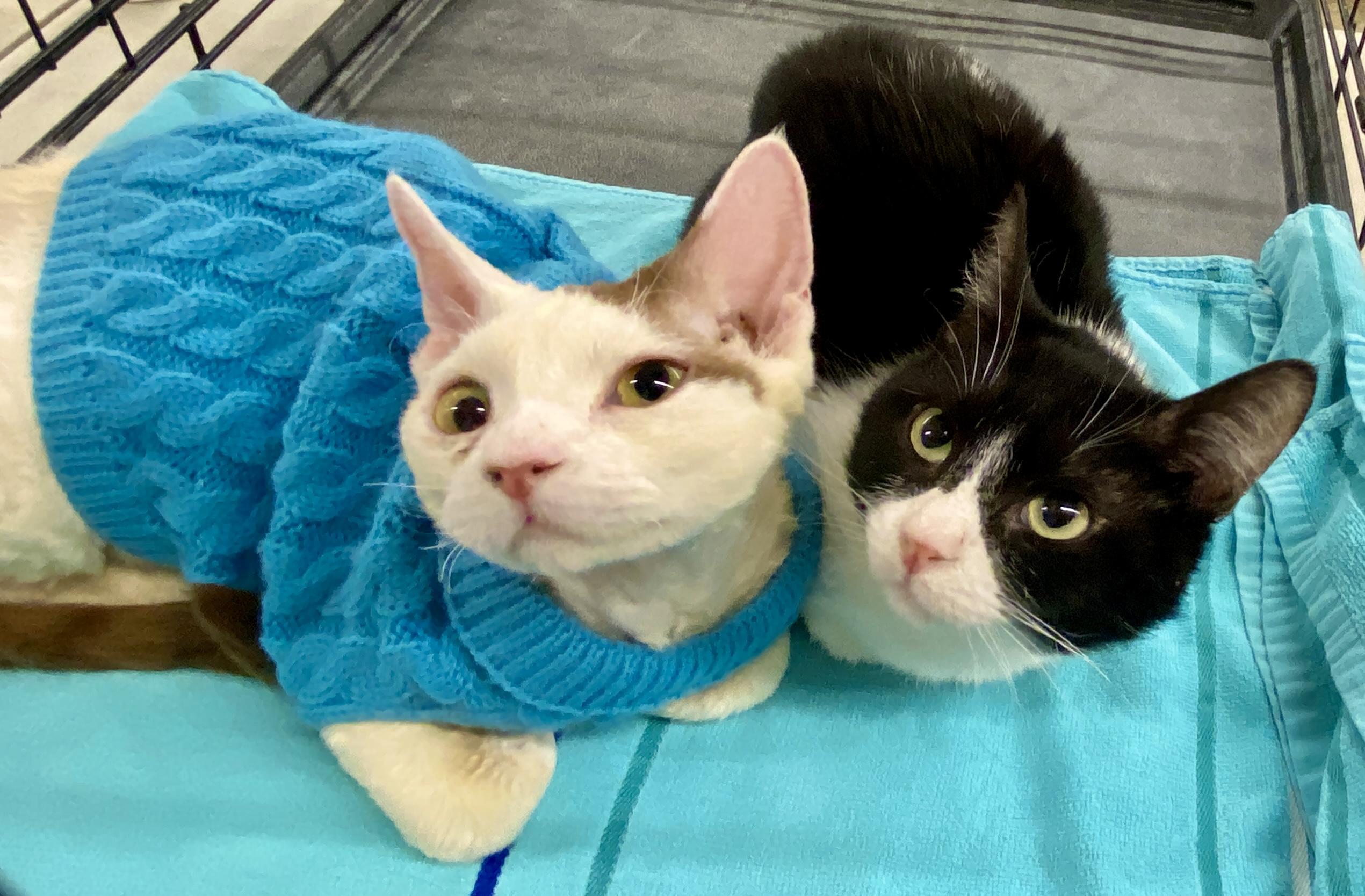 Enlarge Theo & Bandit, a ADOPTABLE Devon Rex in Red Bank, NJ image 2/6