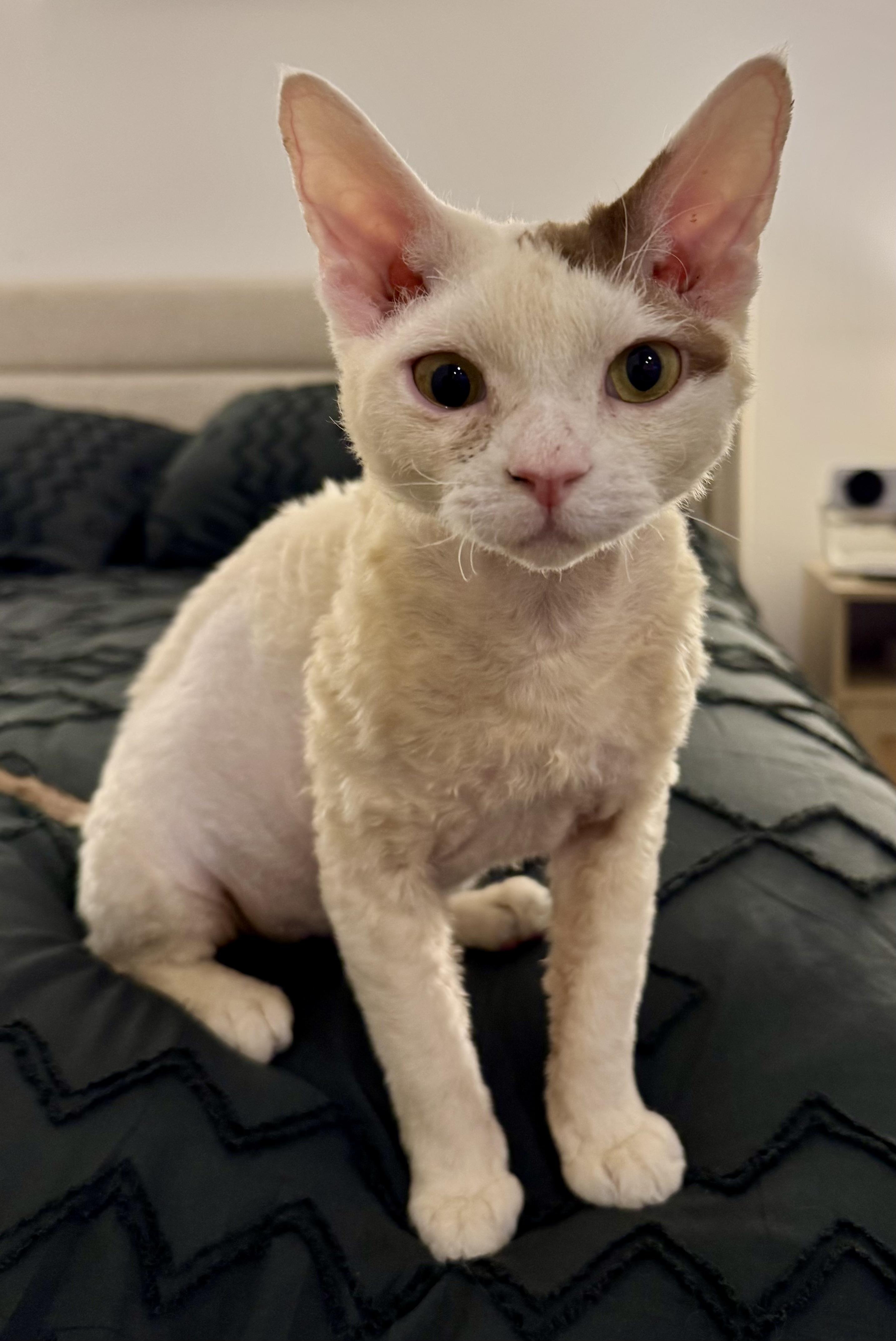 Enlarge Theo & Bandit, a ADOPTABLE Devon Rex in Red Bank, NJ image 3/6