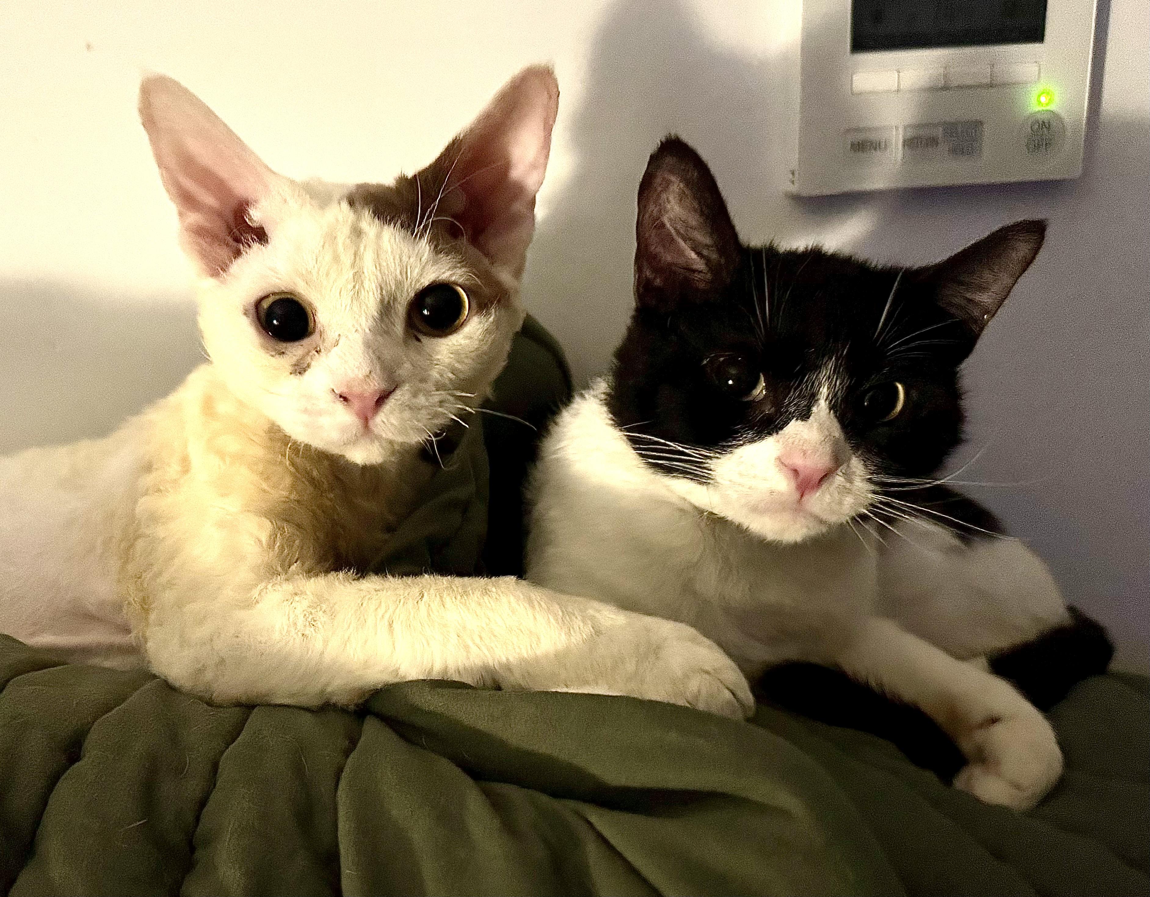 Enlarge Theo & Bandit, a ADOPTABLE Devon Rex in Red Bank, NJ image 1/6