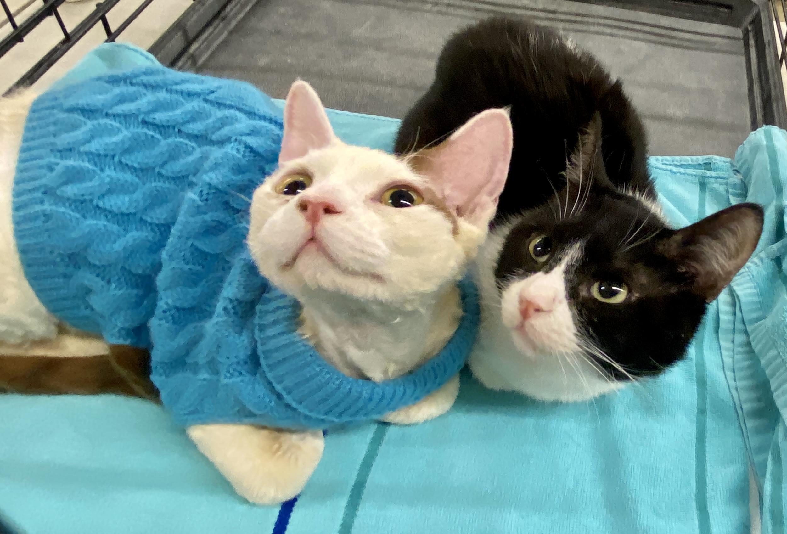 Enlarge Theo & Bandit, a ADOPTABLE Devon Rex in Red Bank, NJ image 5/6