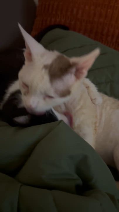 Enlarge Theo & Bandit, a ADOPTABLE Devon Rex in Red Bank, NJ video 6/6