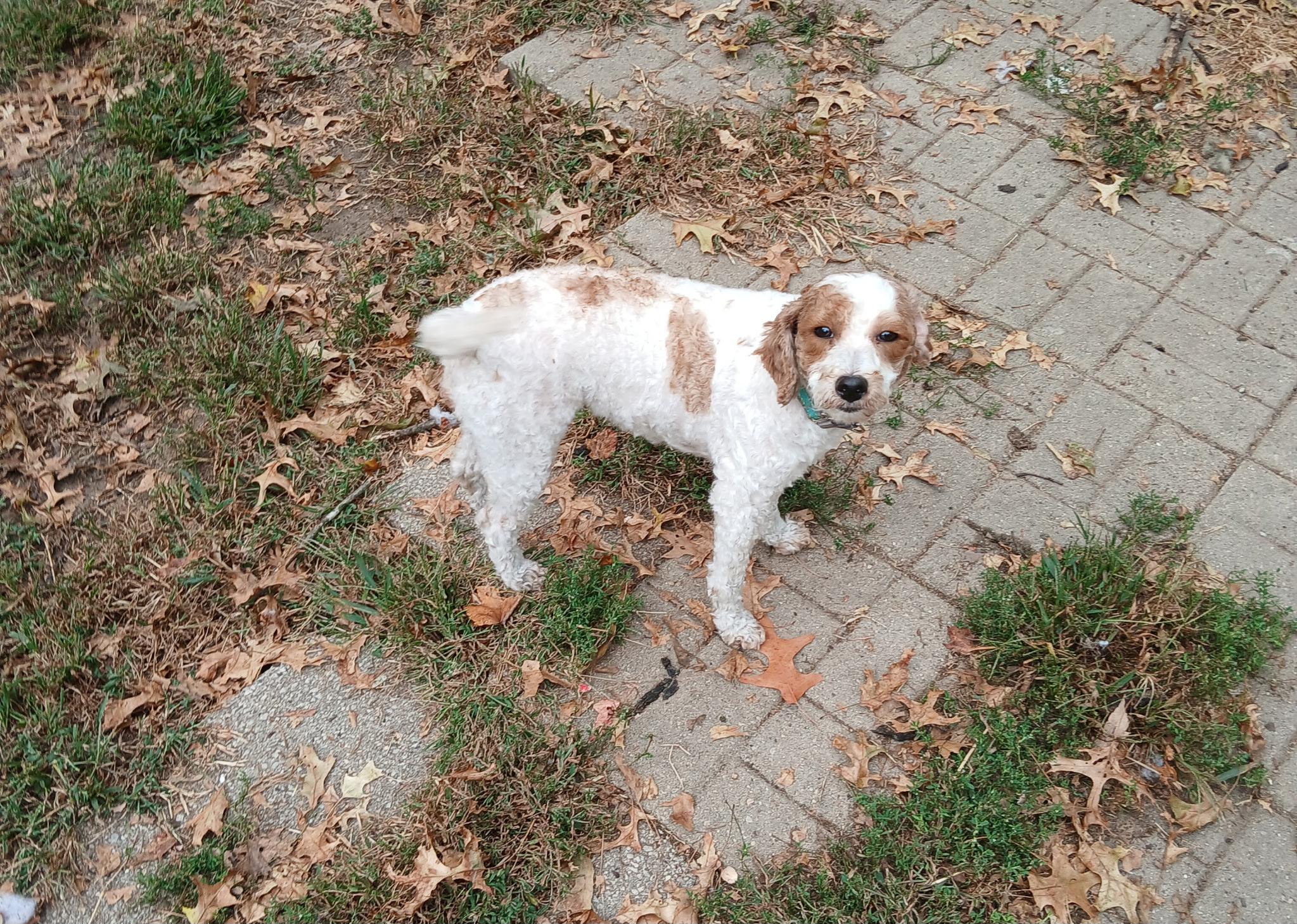 Katie, a Adoptable mixed breed in Holland, OH image 1/3