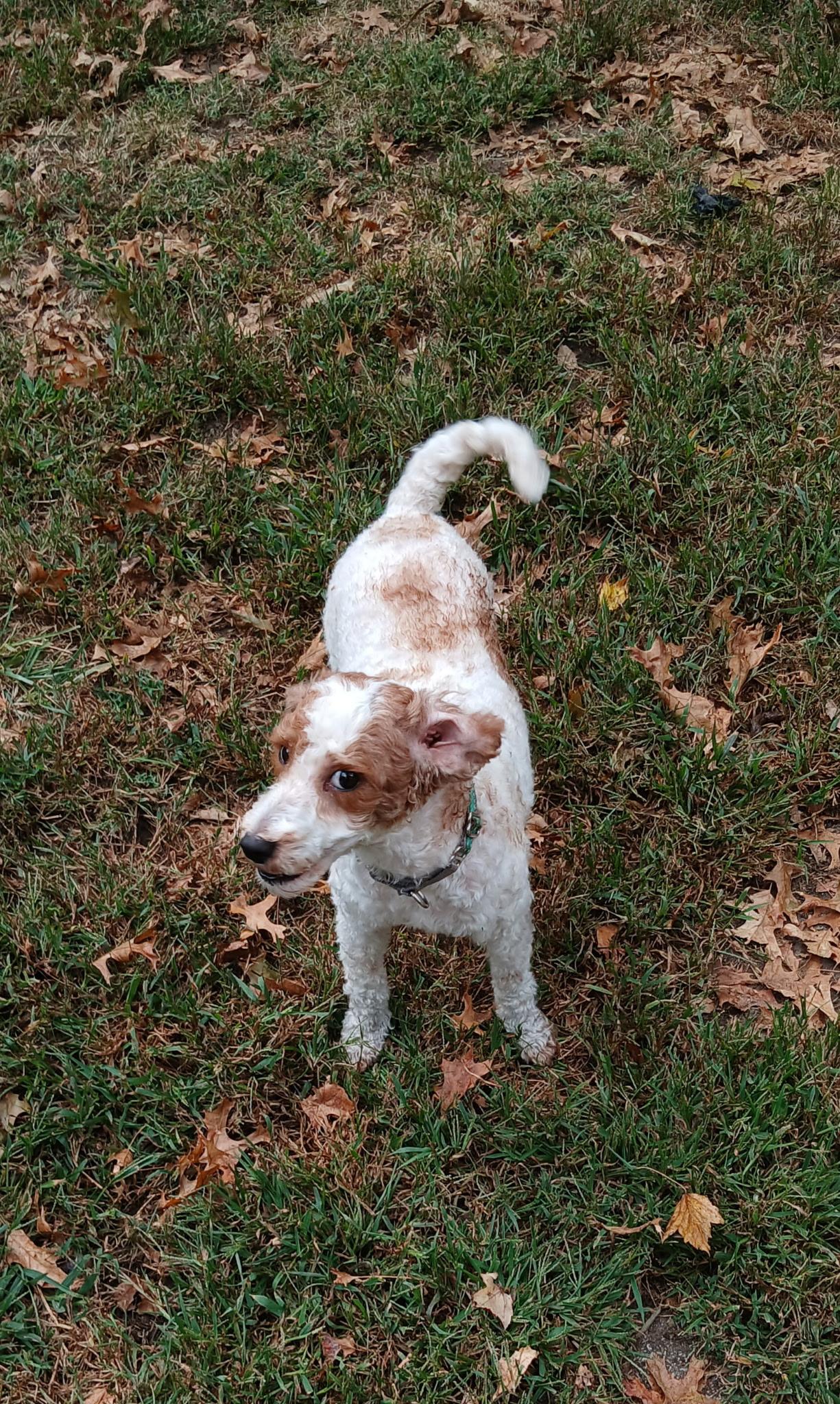 Katie, a Adoptable mixed breed in Holland, OH image 2/3