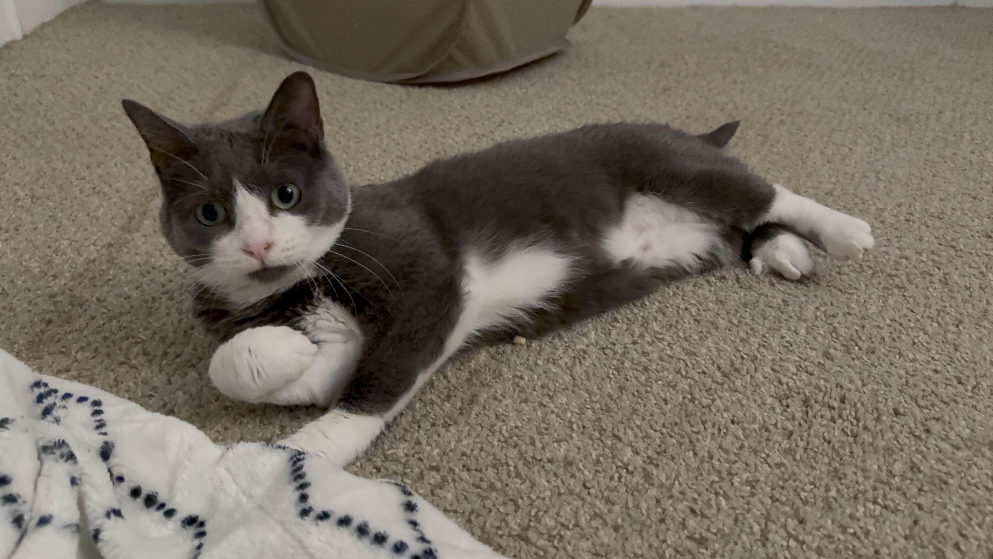 Blizzard, a Adoptable American Shorthair in Suffolk, VA image 5/6