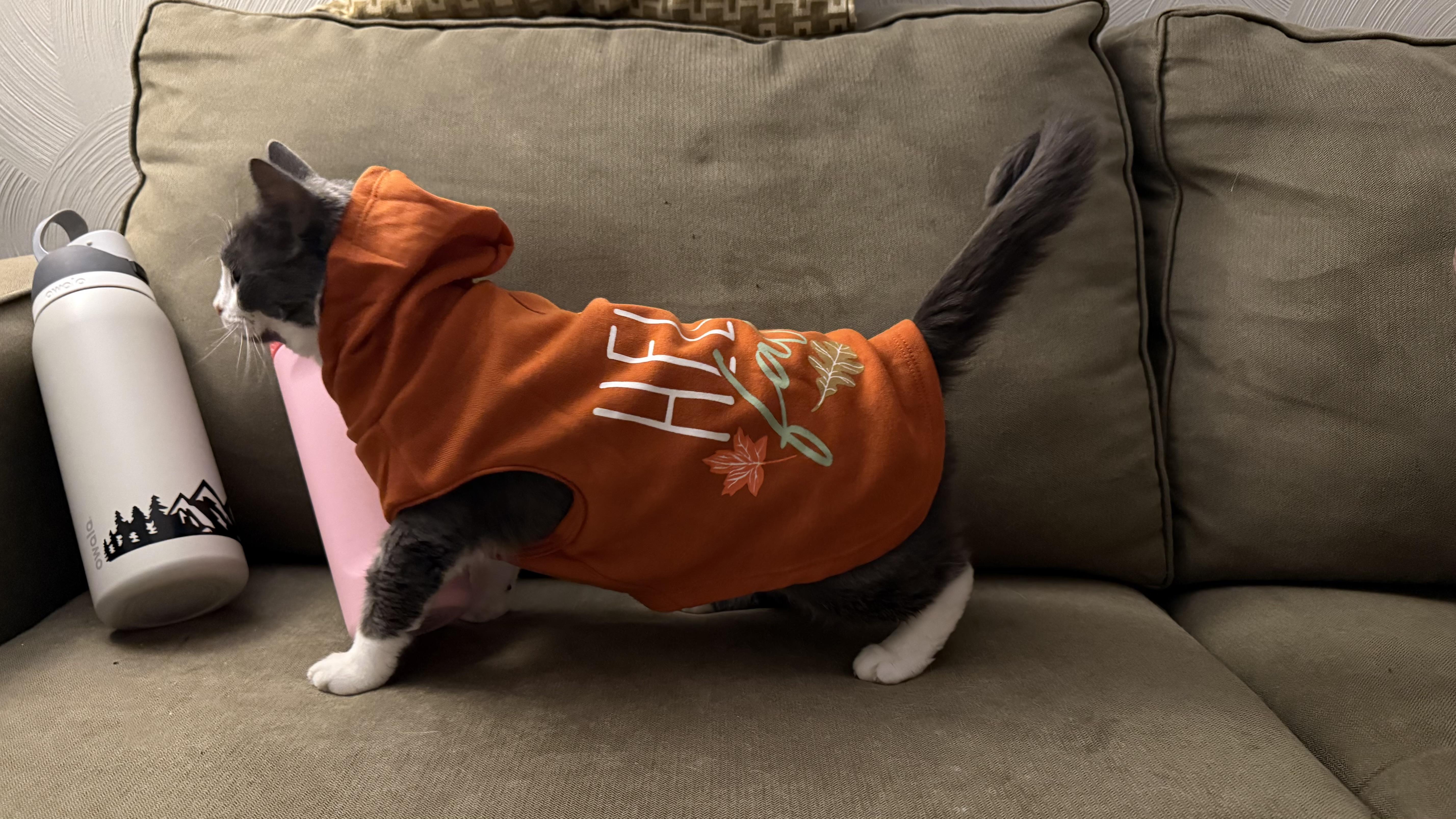 Enlarge Blizzard, a Adoptable American Shorthair in Suffolk, VA image 2/5