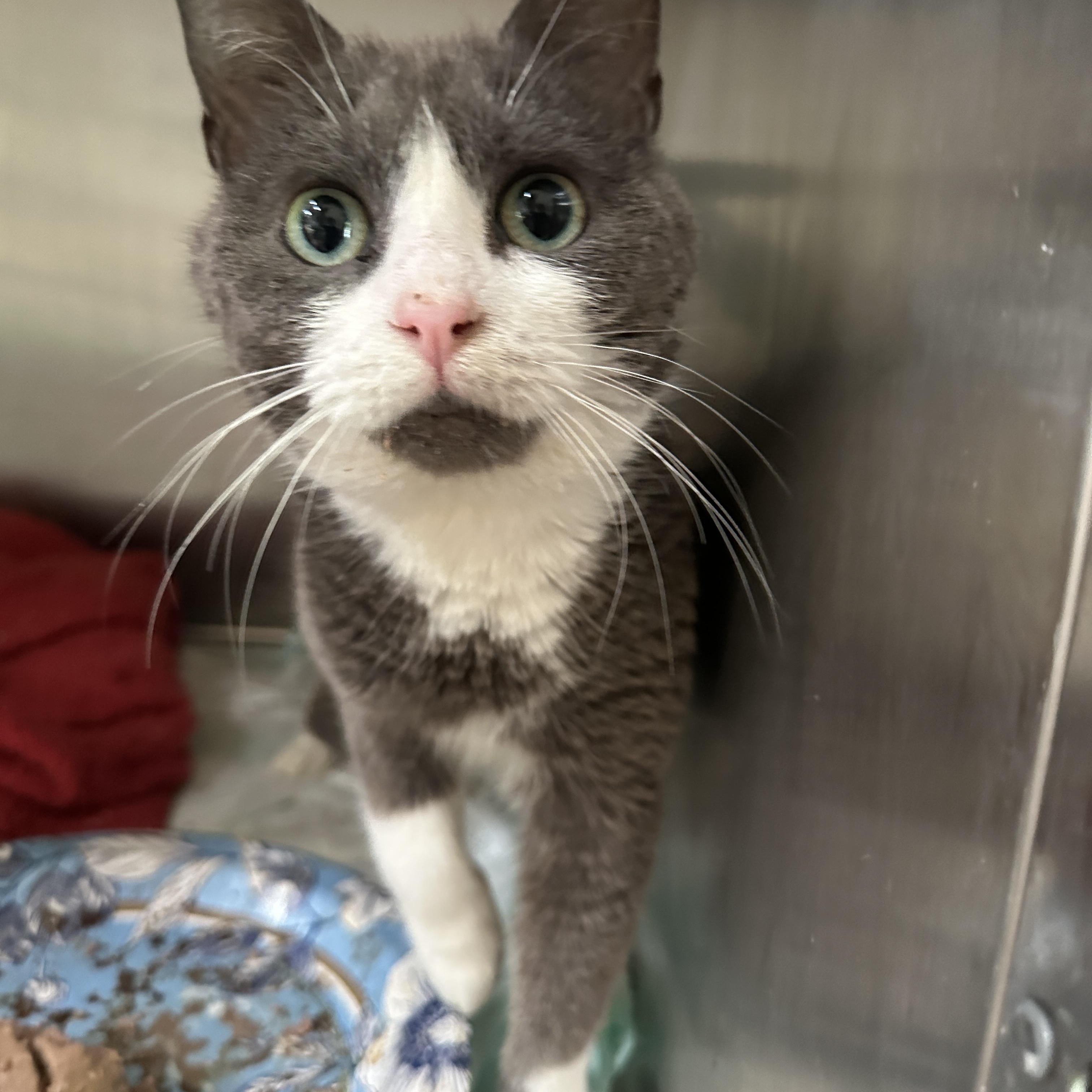 Blizzard, Adult Female American Shorthair