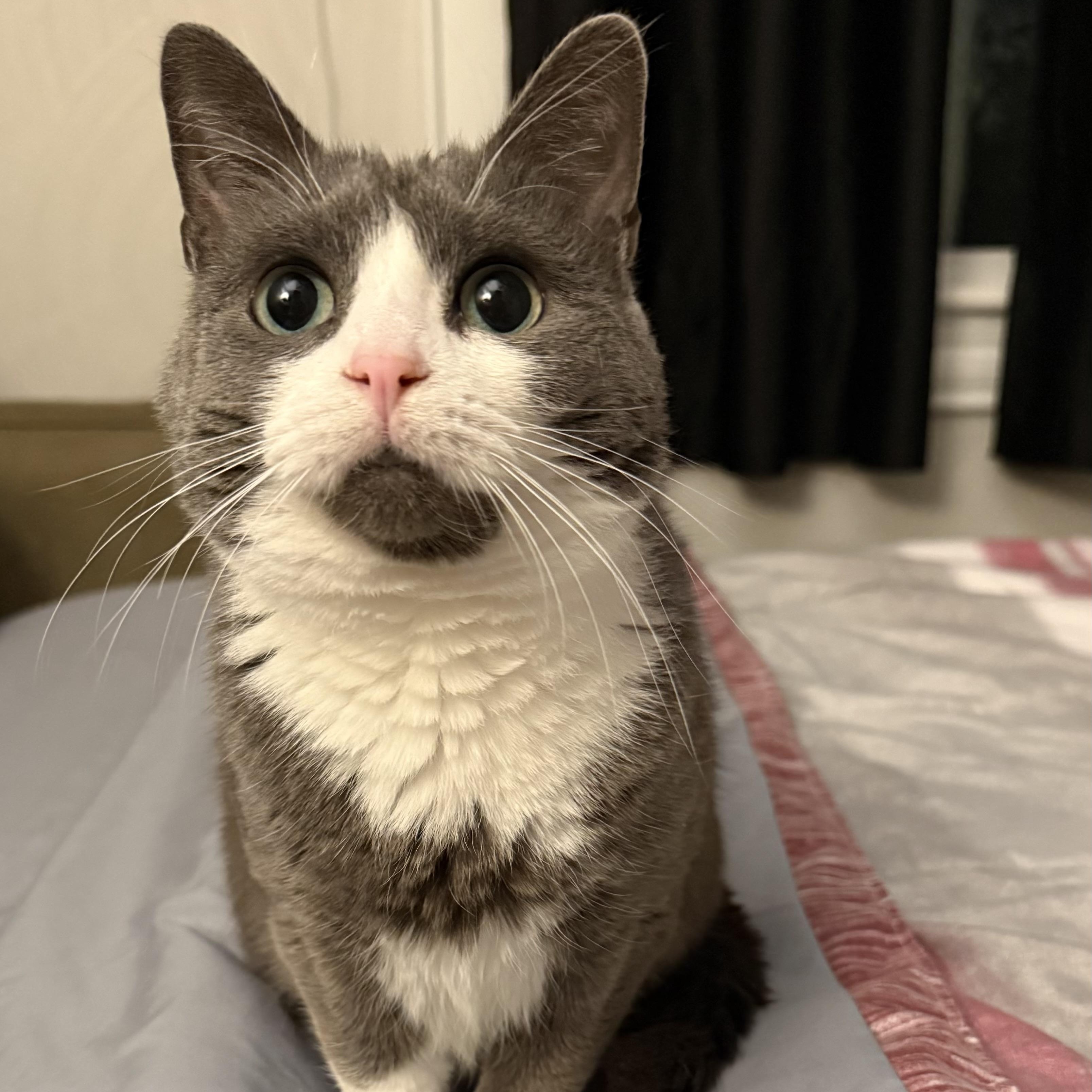Blizzard, a Adoptable American Shorthair in Suffolk, VA image 1/6