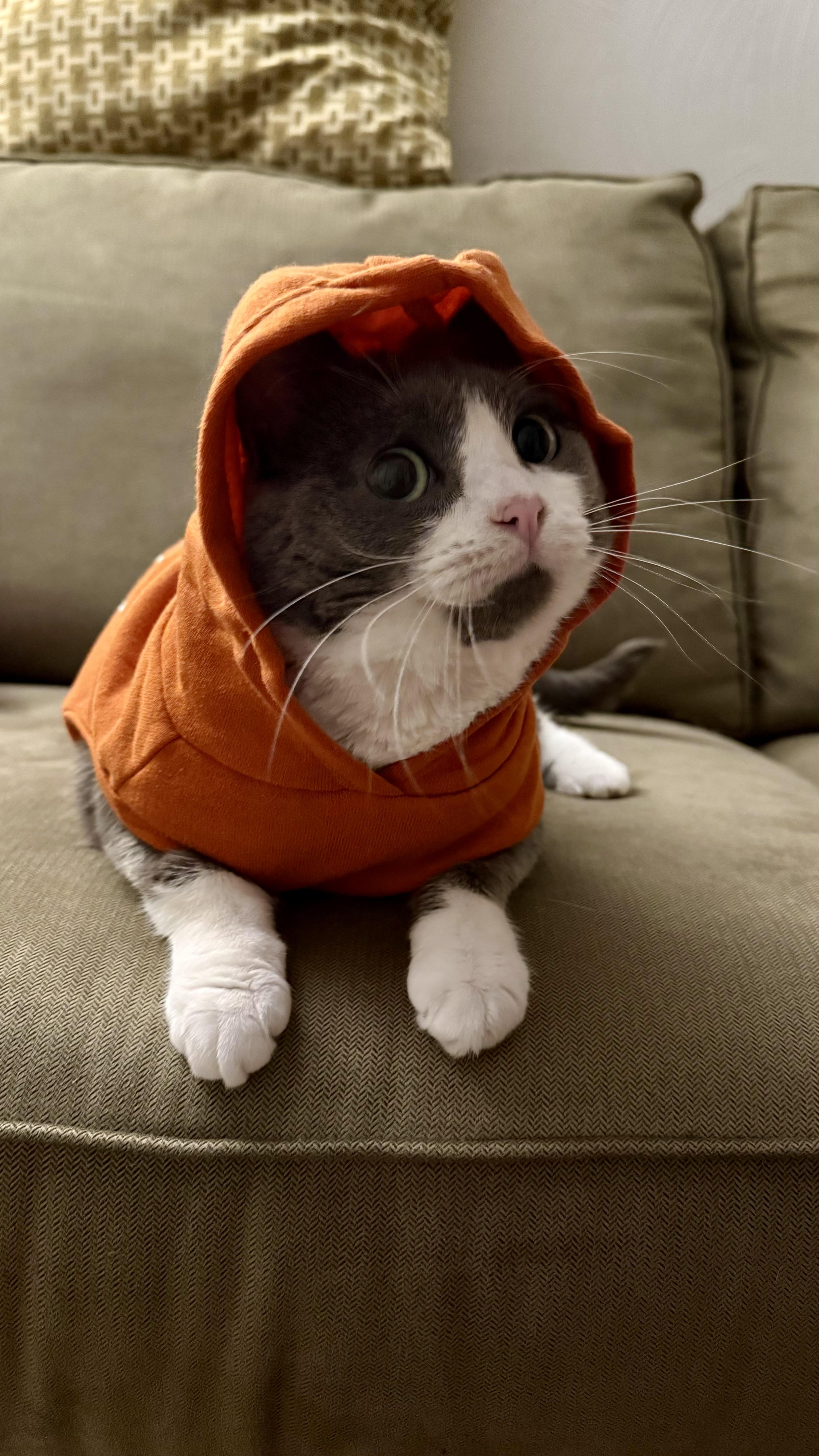 Enlarge Blizzard, a Adoptable American Shorthair in Suffolk, VA image 1/5