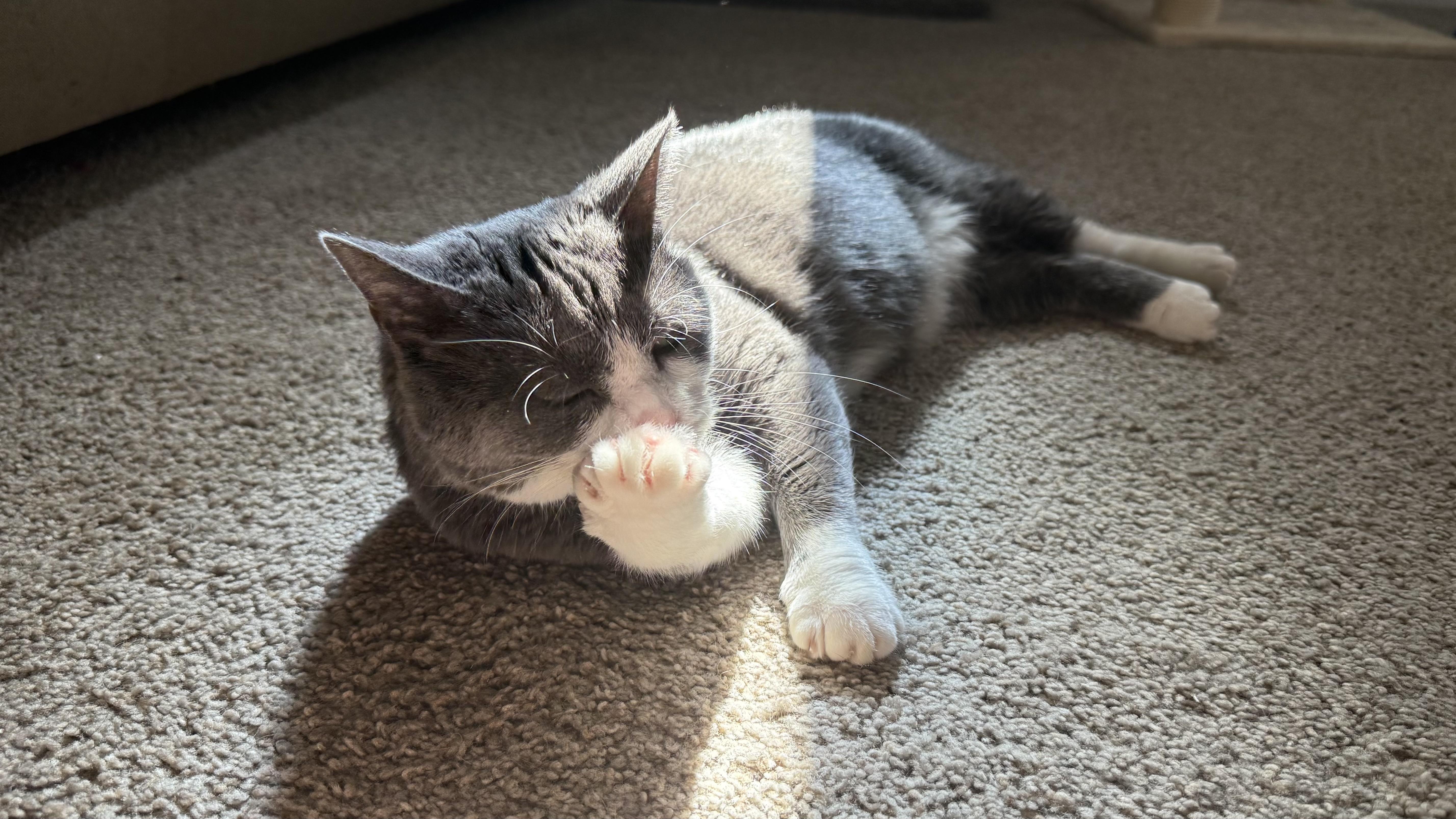 Blizzard, a Adoptable American Shorthair in Suffolk, VA image 4/6