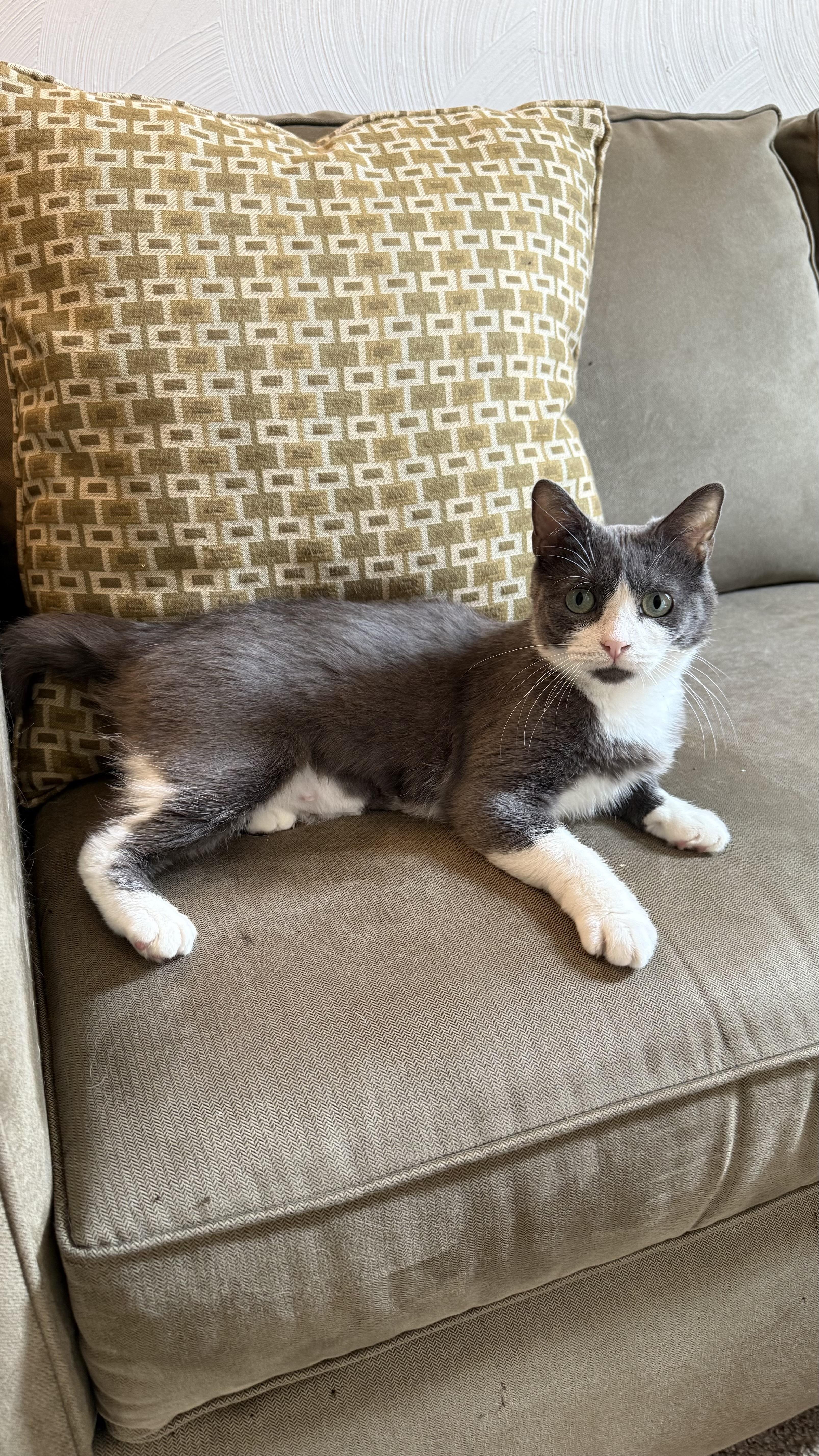 Blizzard, a Adoptable American Shorthair in Suffolk, VA image 6/6