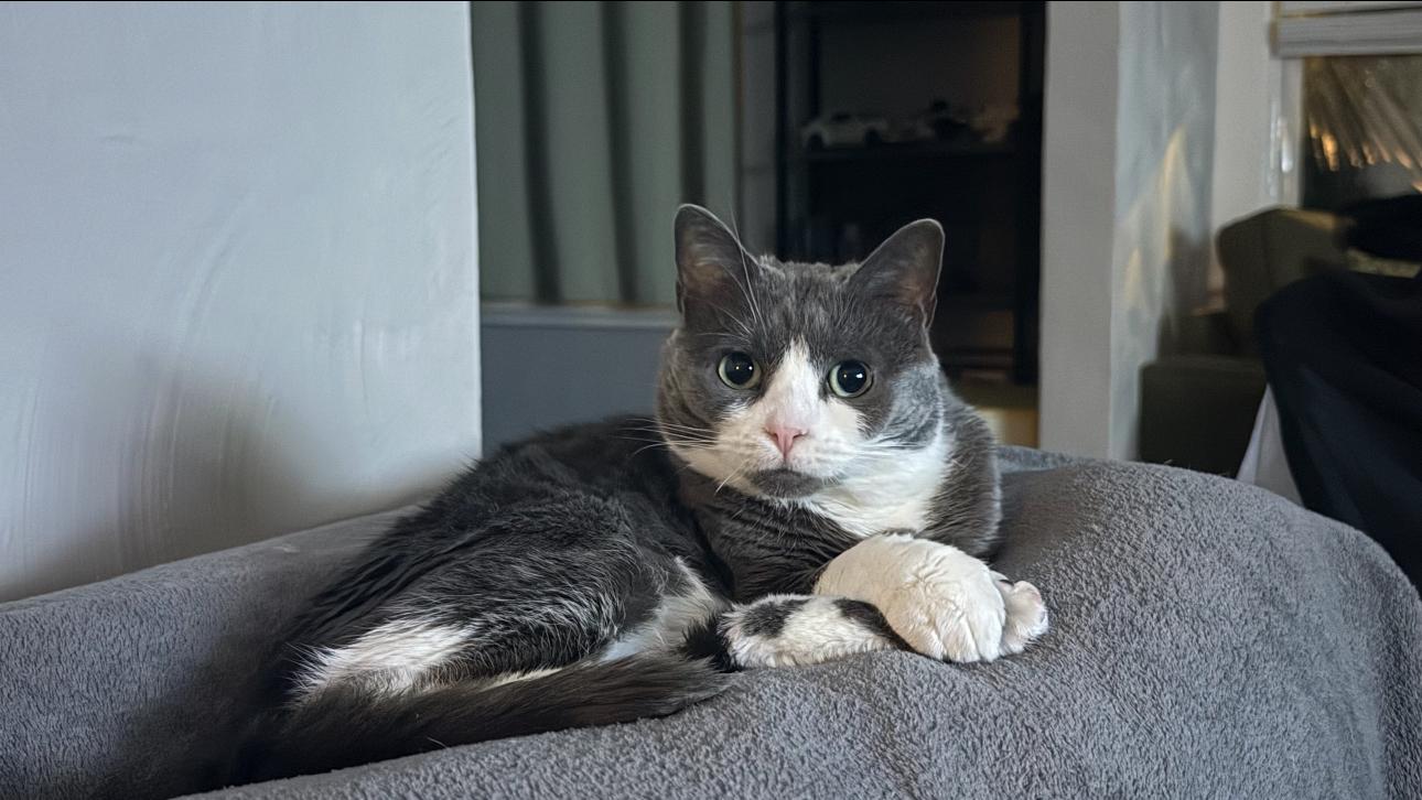 Blizzard, Adoptable, Adult Female American Shorthair.
