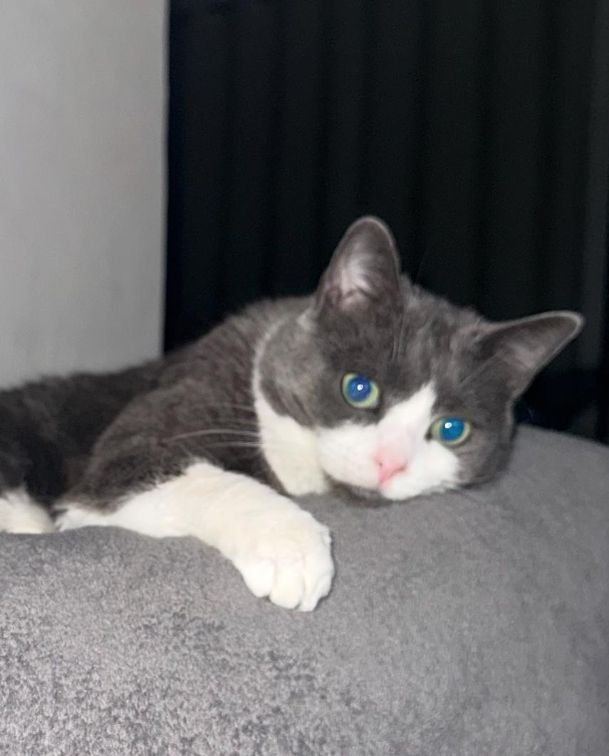 Enlarge Blizzard, a Adoptable American Shorthair in Suffolk, VA image 2/5