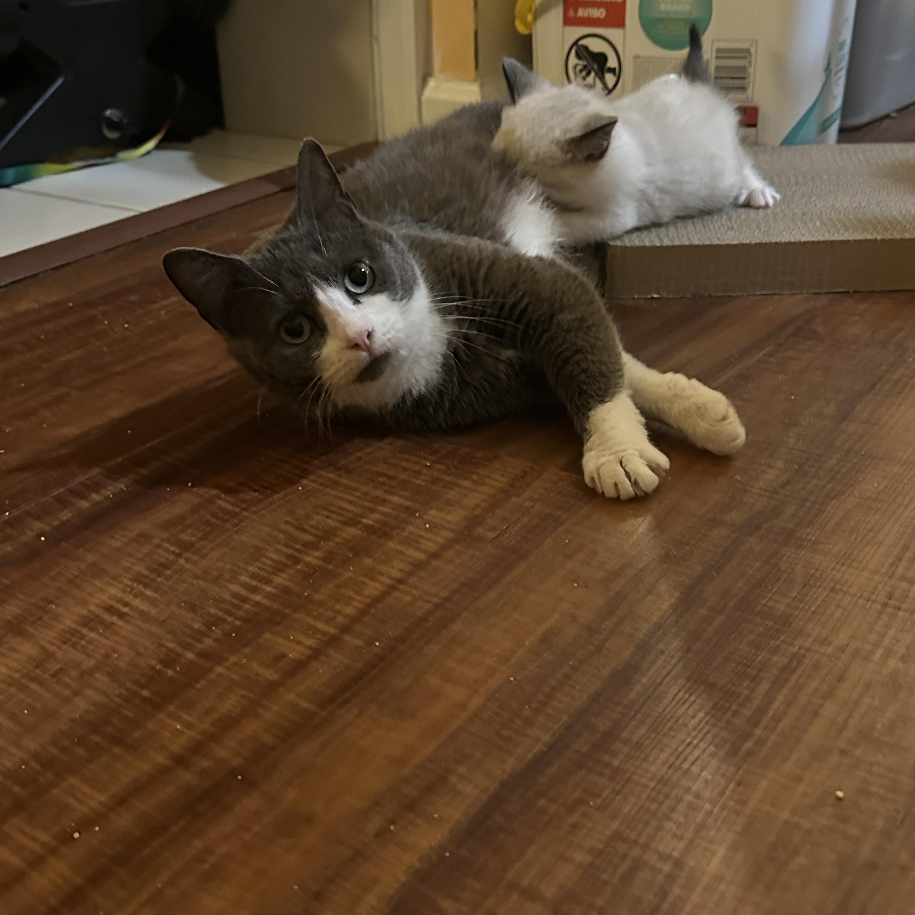 Enlarge Blizzard, a Adoptable American Shorthair in Suffolk, VA image 4/5