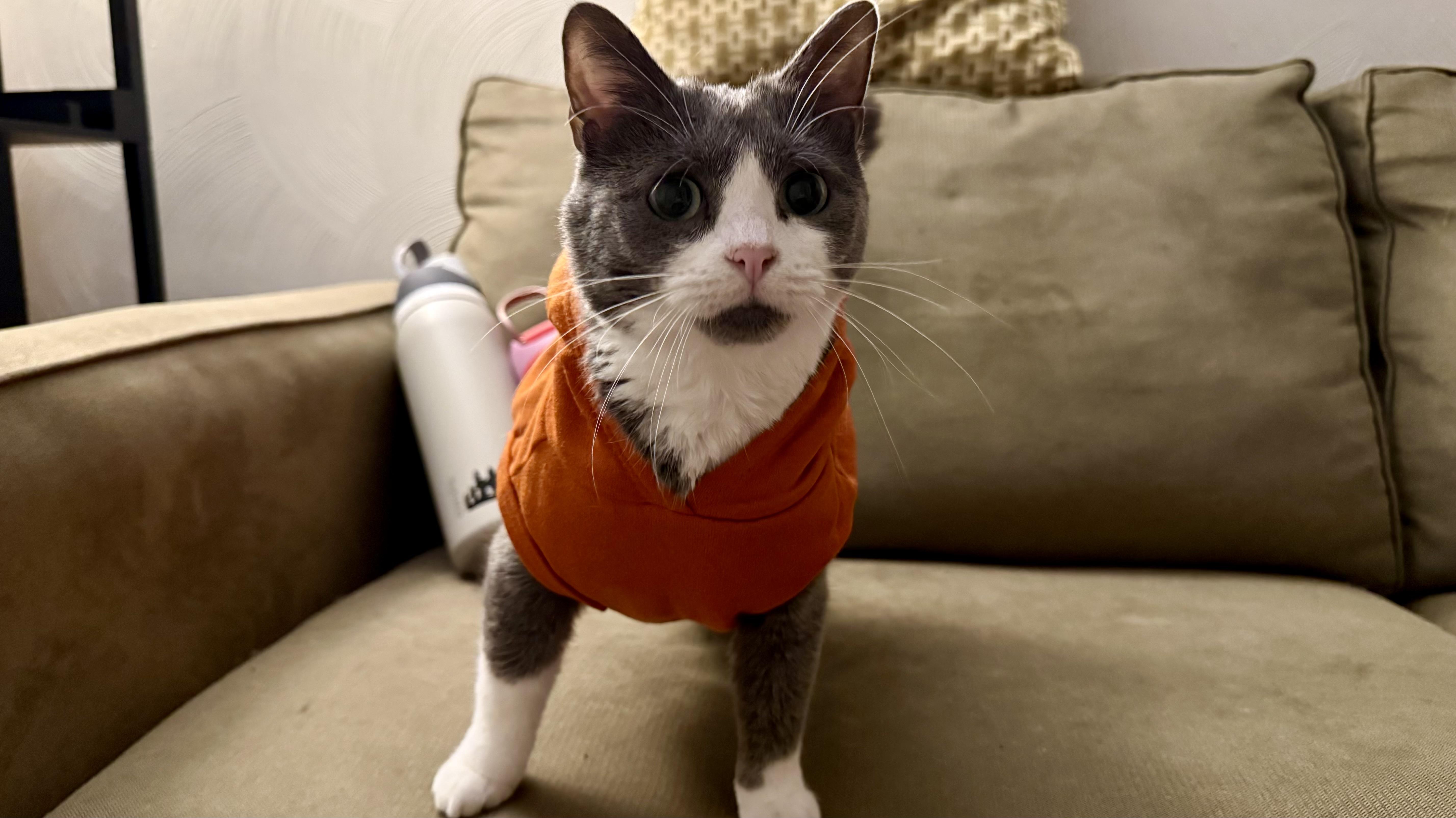 Enlarge Blizzard, a Adoptable American Shorthair in Suffolk, VA image 5/5