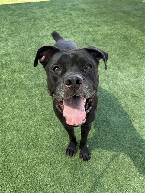 LEIA, Adoptable, Adult Female Boxer & Mixed Breed.