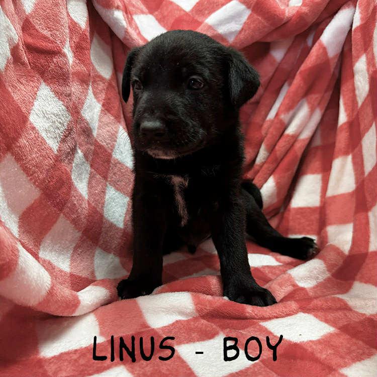 Enlarge Linus, a Adoptable mixed breed in Whiting, NJ image 1/1