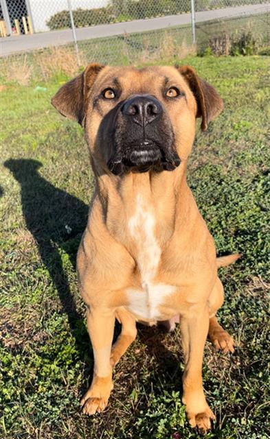 Enlarge DEACON, a Adoptable mixed breed in Rosenberg, TX image 1/1