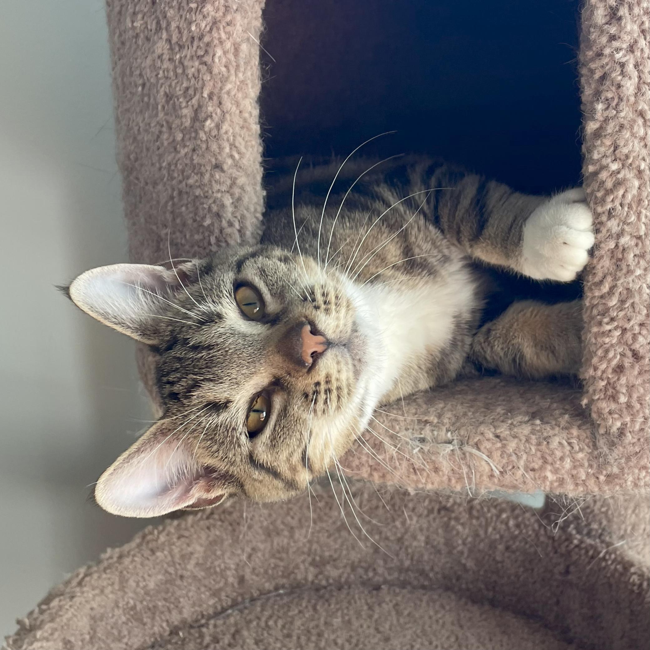 Molly, Adopted, Young Female Domestic Short Hair.