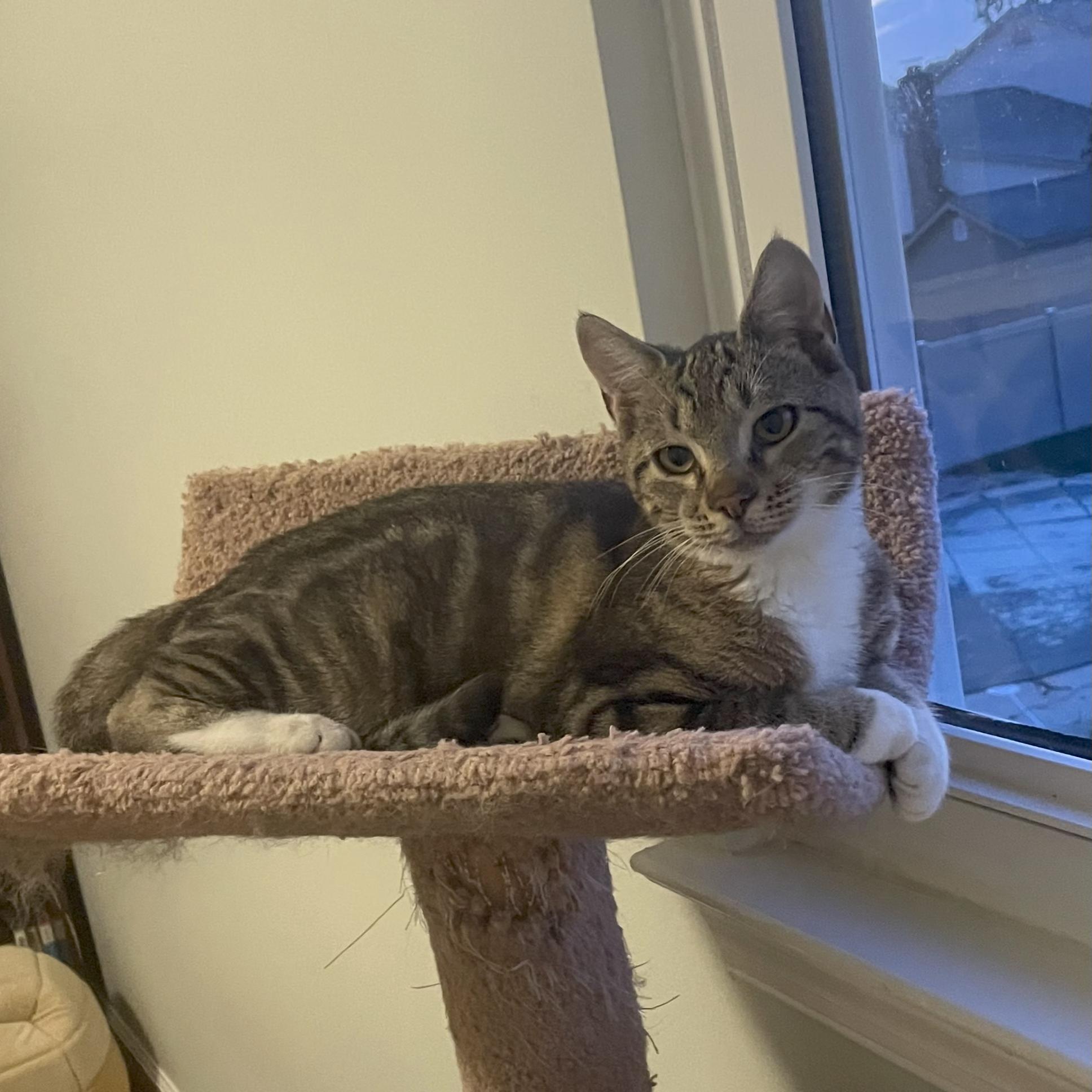 Enlarge Molly, a Adopted Domestic Short Hair in MEDFORD, NJ image 2/3