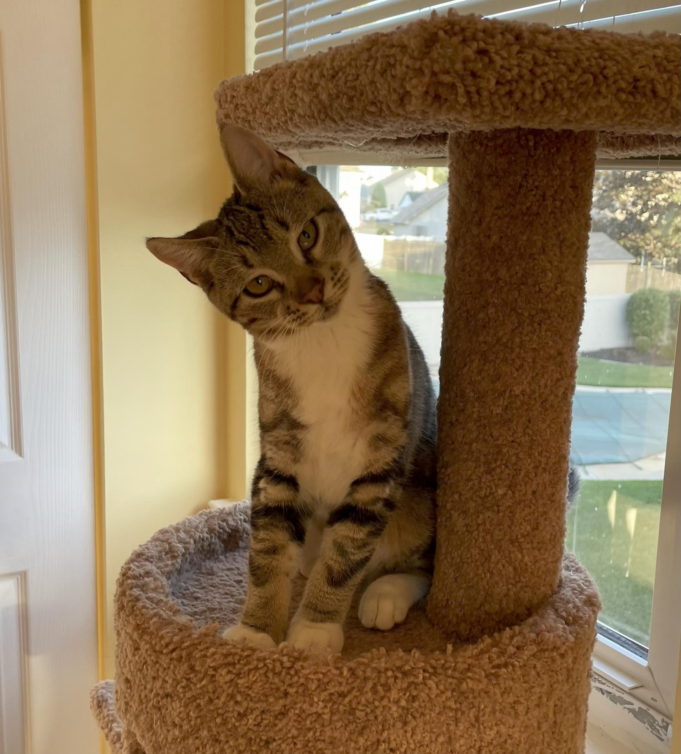 Enlarge Molly, a Adopted Domestic Short Hair in MEDFORD, NJ image 3/3