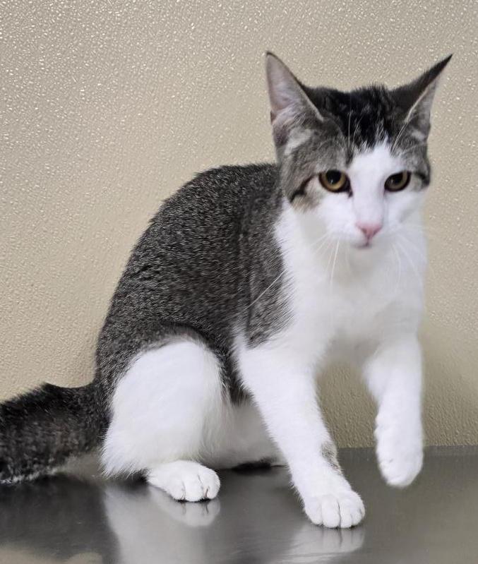 Enlarge Izzy, a Adoptable mixed breed in Brainerd, MN image 1/2