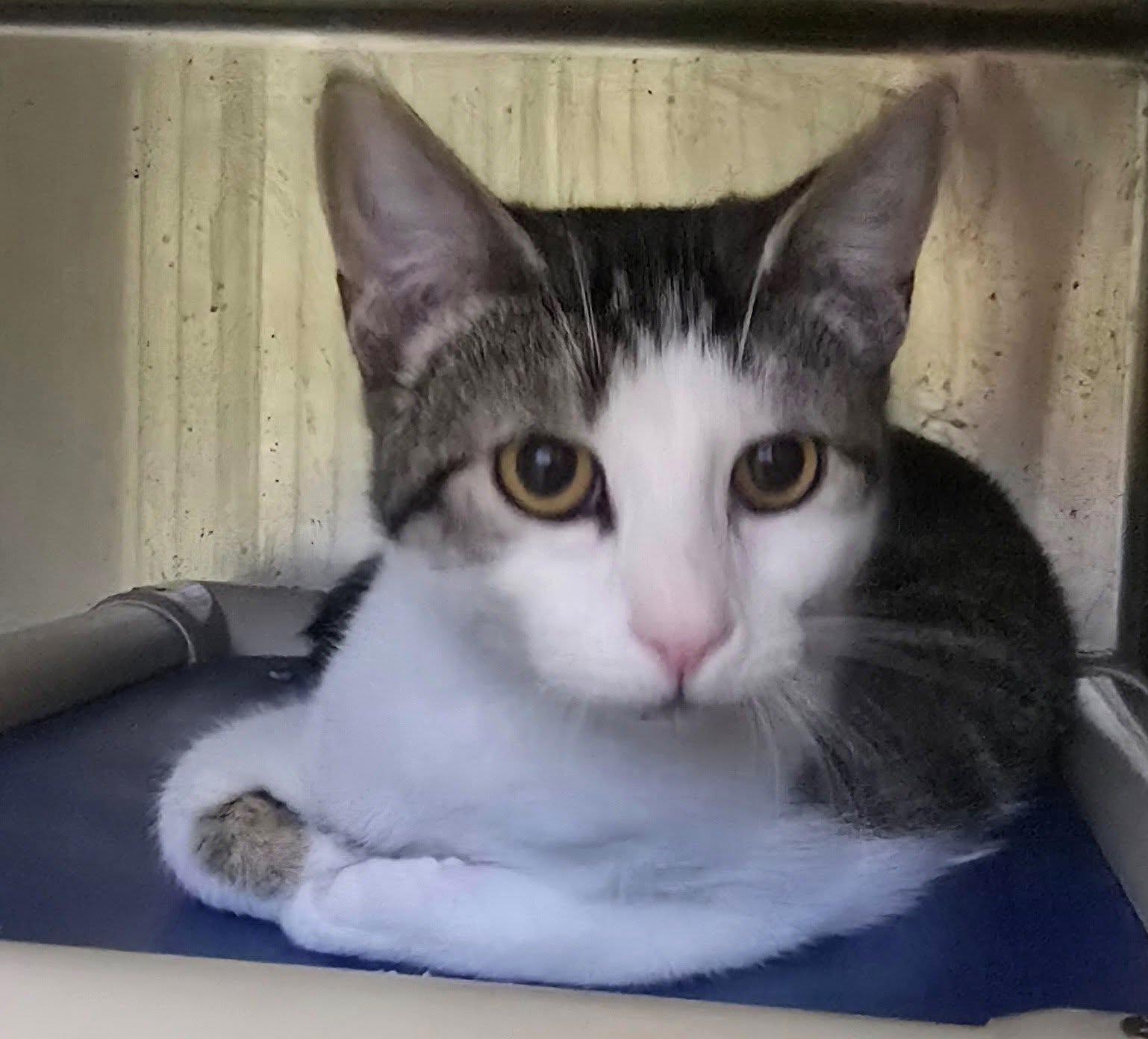 Izzy, Adoptable, Adult Female Domestic Short Hair & Tabby.