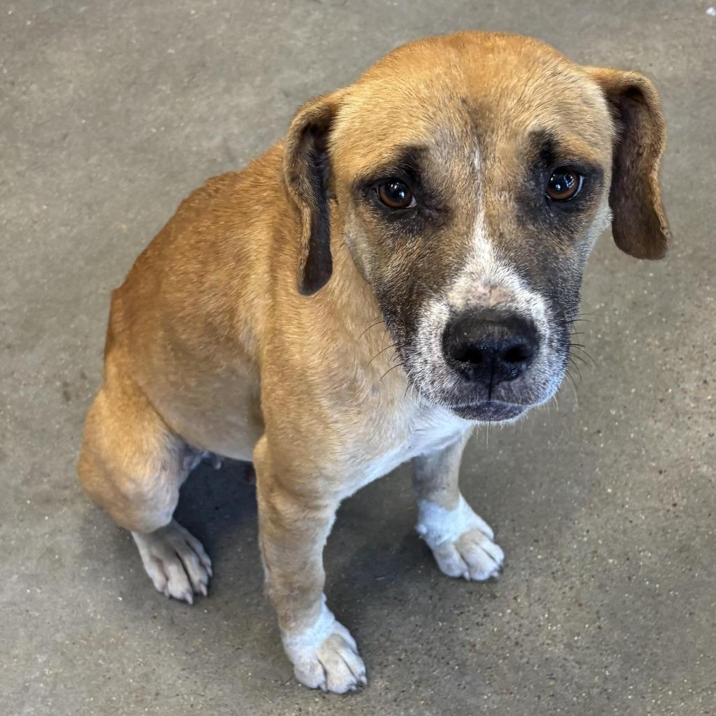 Lotus, Adoptable, Adult Female Terrier & Mixed Breed.