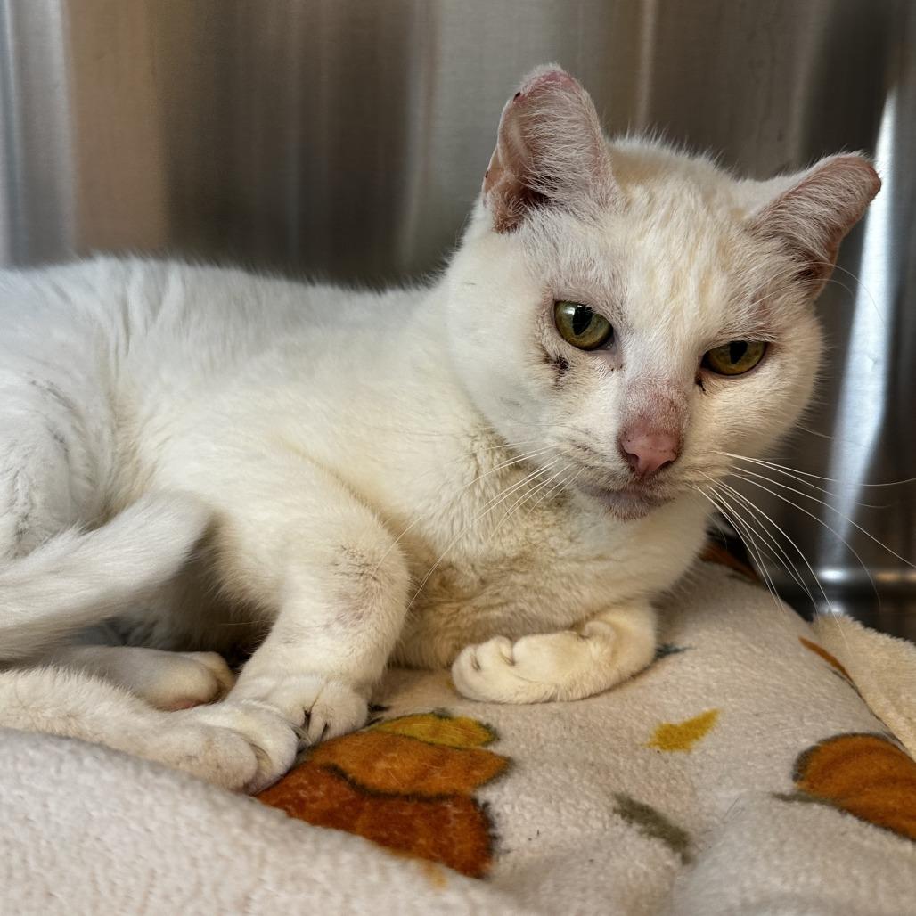 Enlarge Kitty Girl, a Adoptable Domestic Short Hair in Washington Township, OH image 1/6