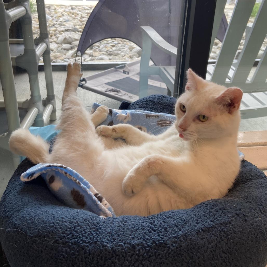 Enlarge Kitty Girl, a Adoptable Domestic Short Hair in Washington Township, OH image 2/6