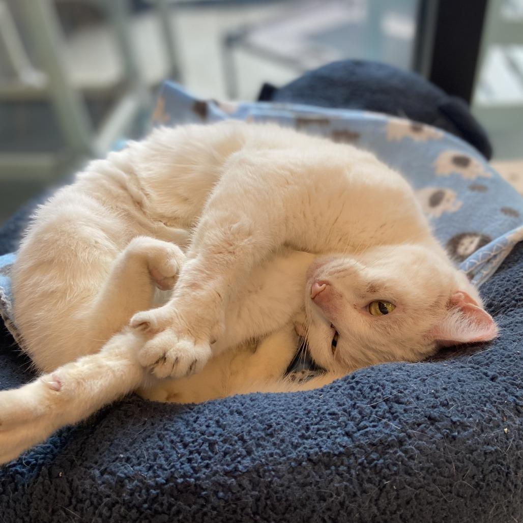 Enlarge Kitty Girl, a Adoptable Domestic Short Hair in Washington Township, OH image 3/6