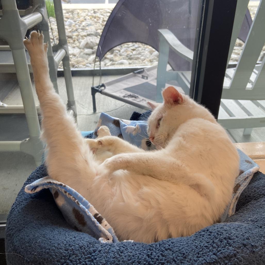 Enlarge Kitty Girl, a Adoptable Domestic Short Hair in Washington Township, OH image 4/6