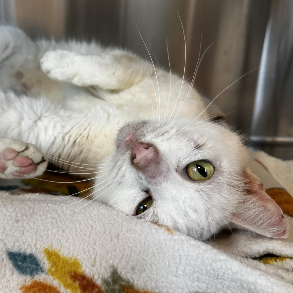 Enlarge Kitty Girl, a Adoptable Domestic Short Hair in Washington Township, OH image 5/6