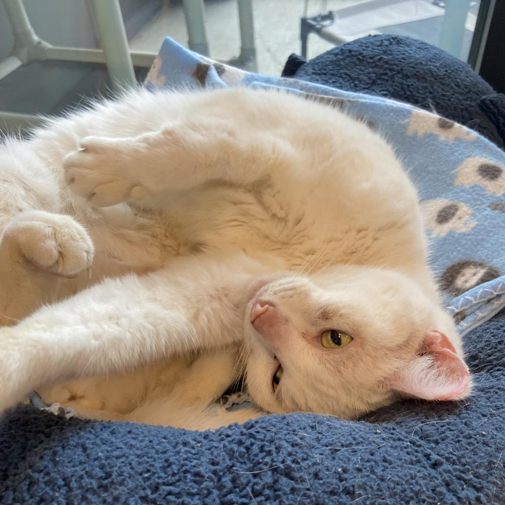 Enlarge Kitty Girl, a Adoptable Domestic Short Hair in Washington Township, OH image 6/6