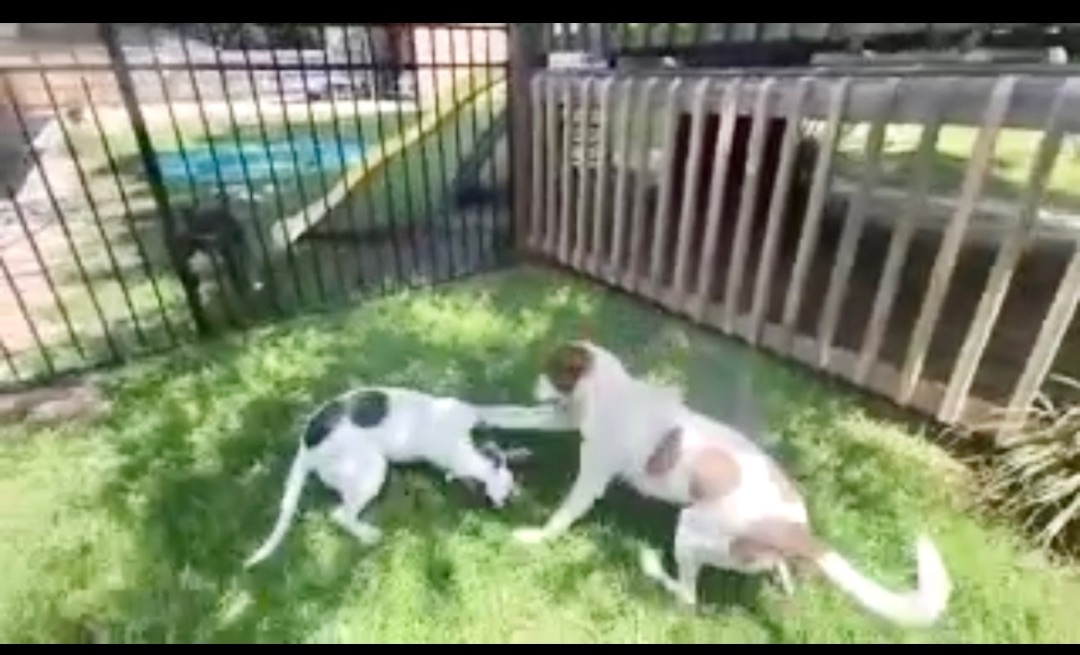 Brandy, a Adoptable mixed breed in Mobile, AL image 2/6