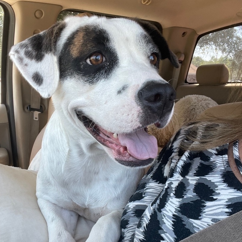 Brandy, a Adoptable mixed breed in Mobile, AL image 1/6