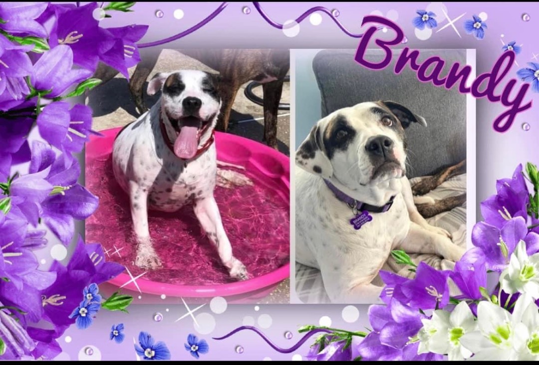 Brandy, a Adoptable mixed breed in Mobile, AL image 3/6