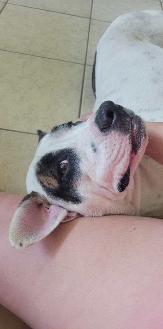 Brandy, a Adoptable mixed breed in Mobile, AL image 4/6